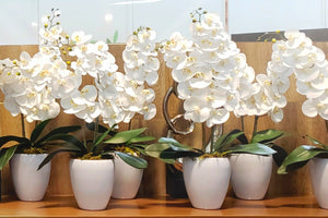 Orquídea Doble Blanca
