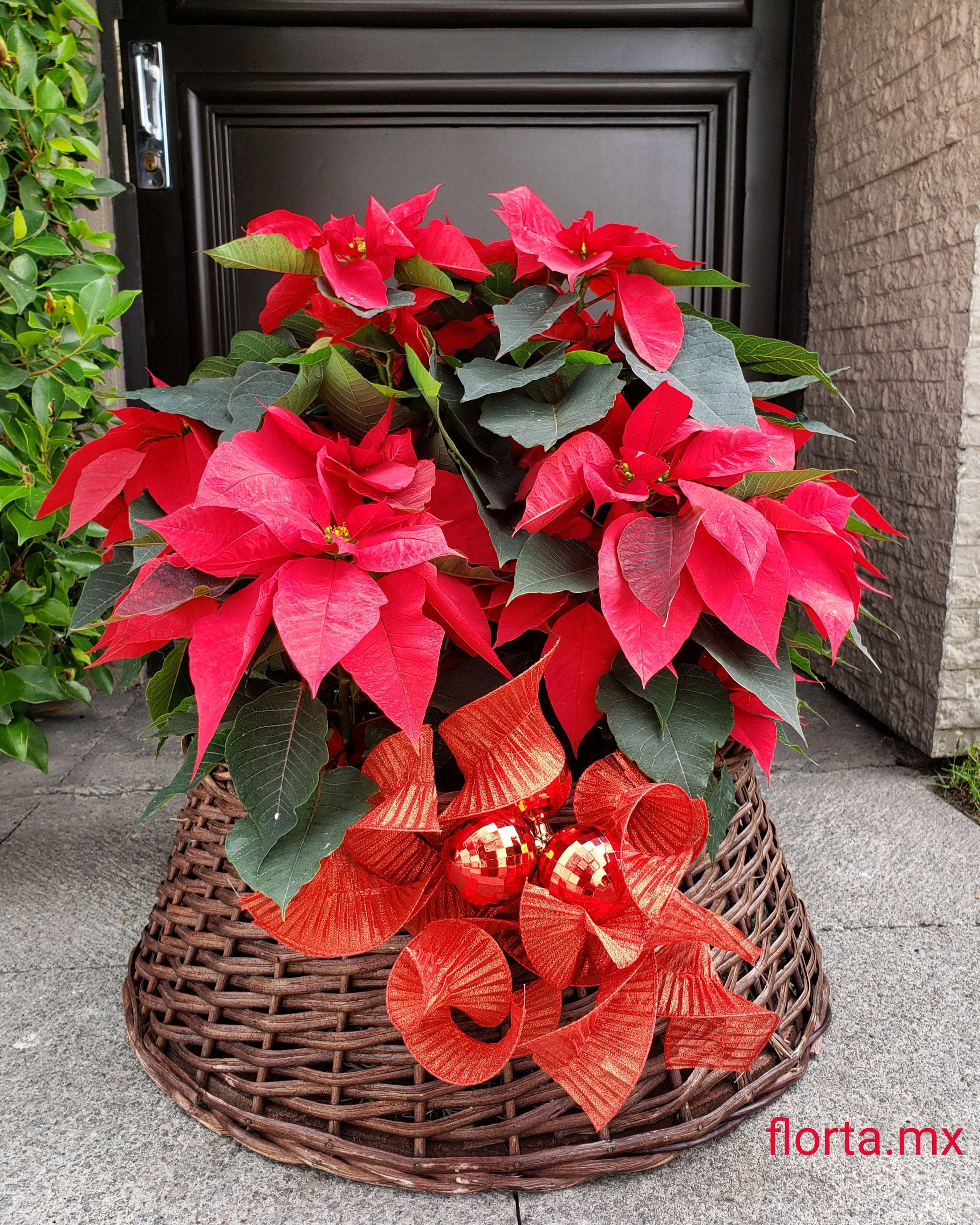 Canasta extra grande de Nochebuenas