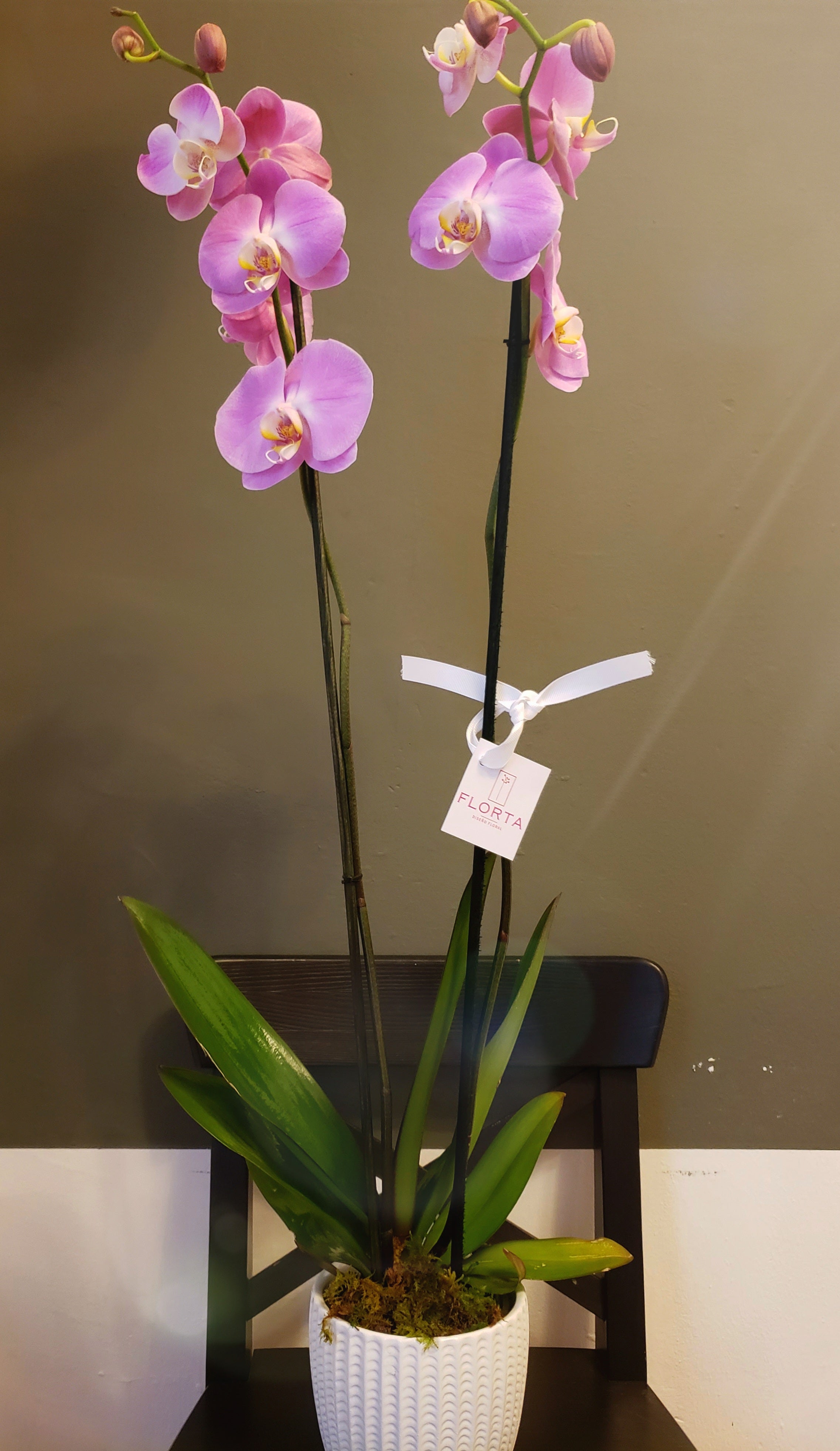 Orquídea Hermanita