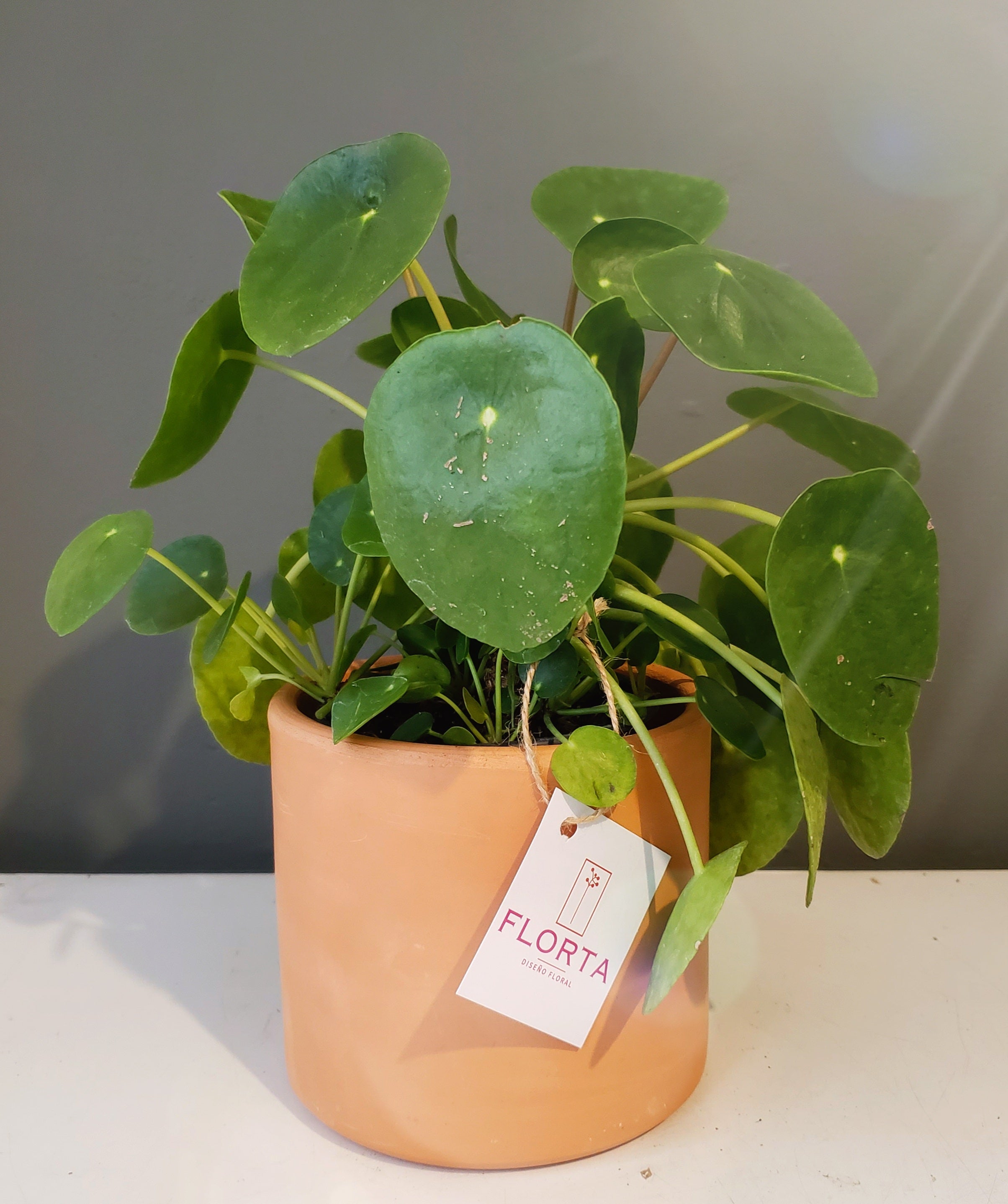 Pilea de mi corazón