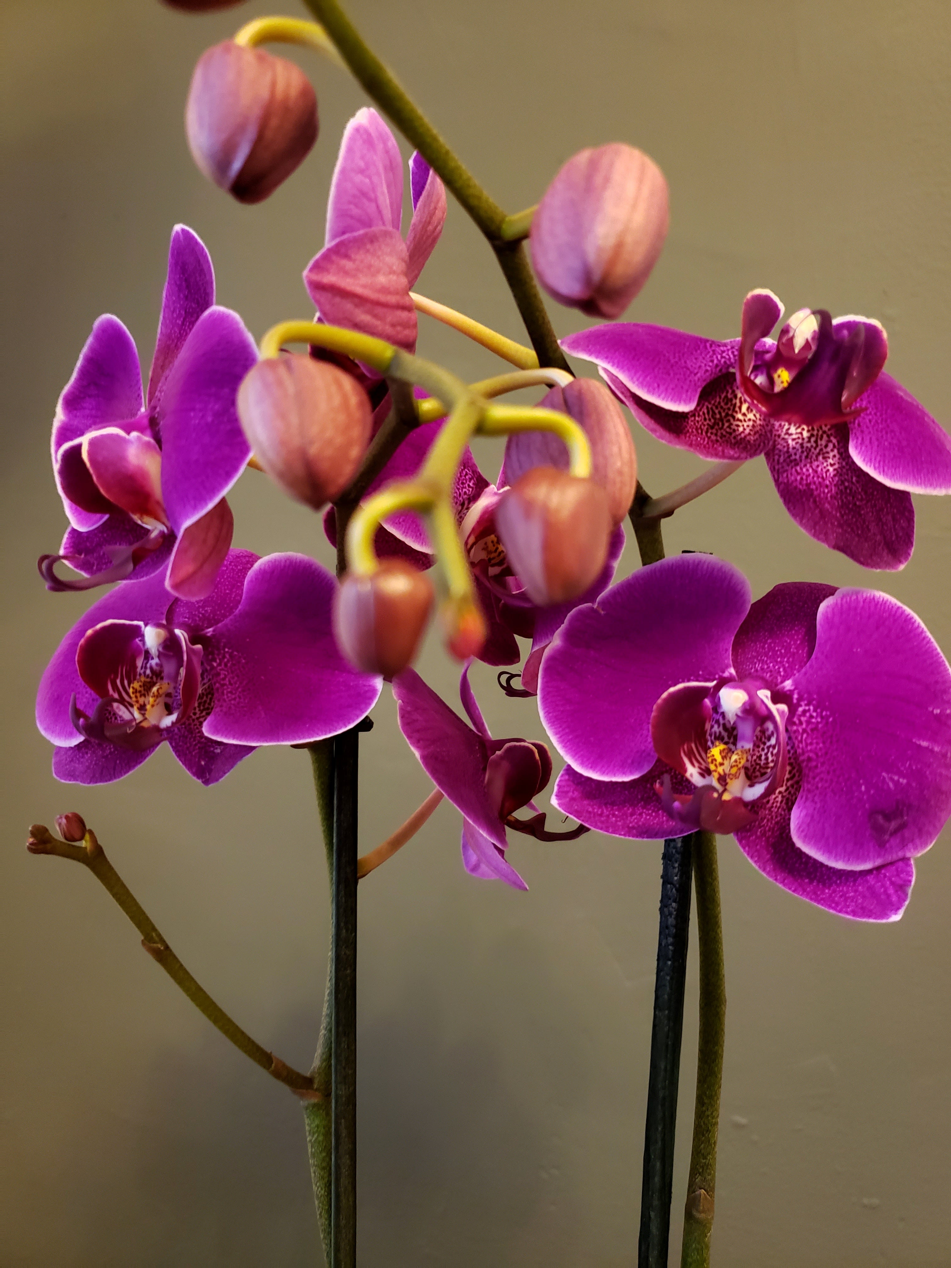 Orquídea Fucsia
