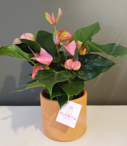 Anthurium