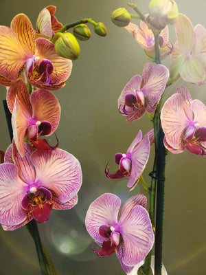 Orquídea Puppy