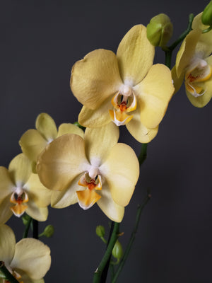 Orquídea Amarilla