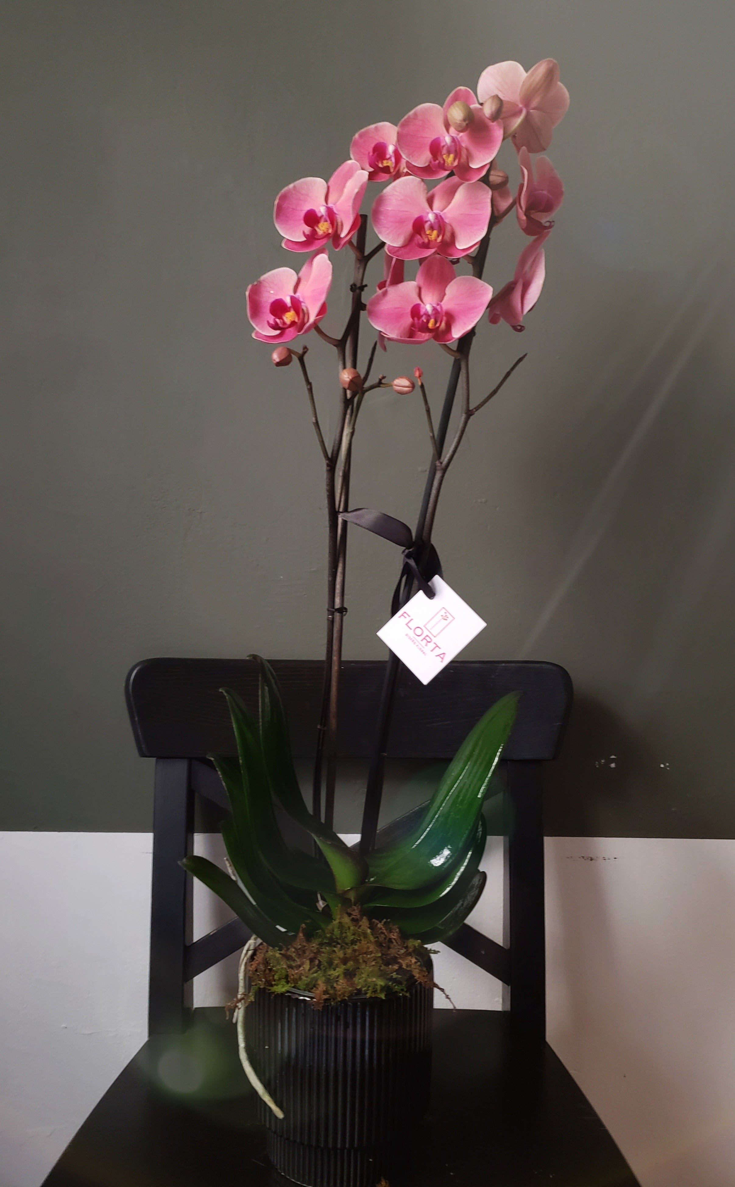 Orquídea Rosa