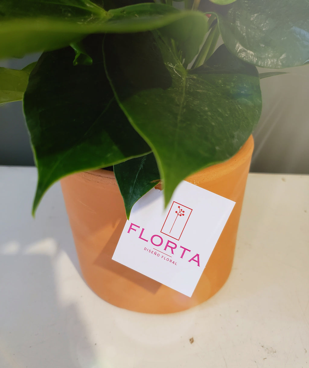 Pilea de mi corazón