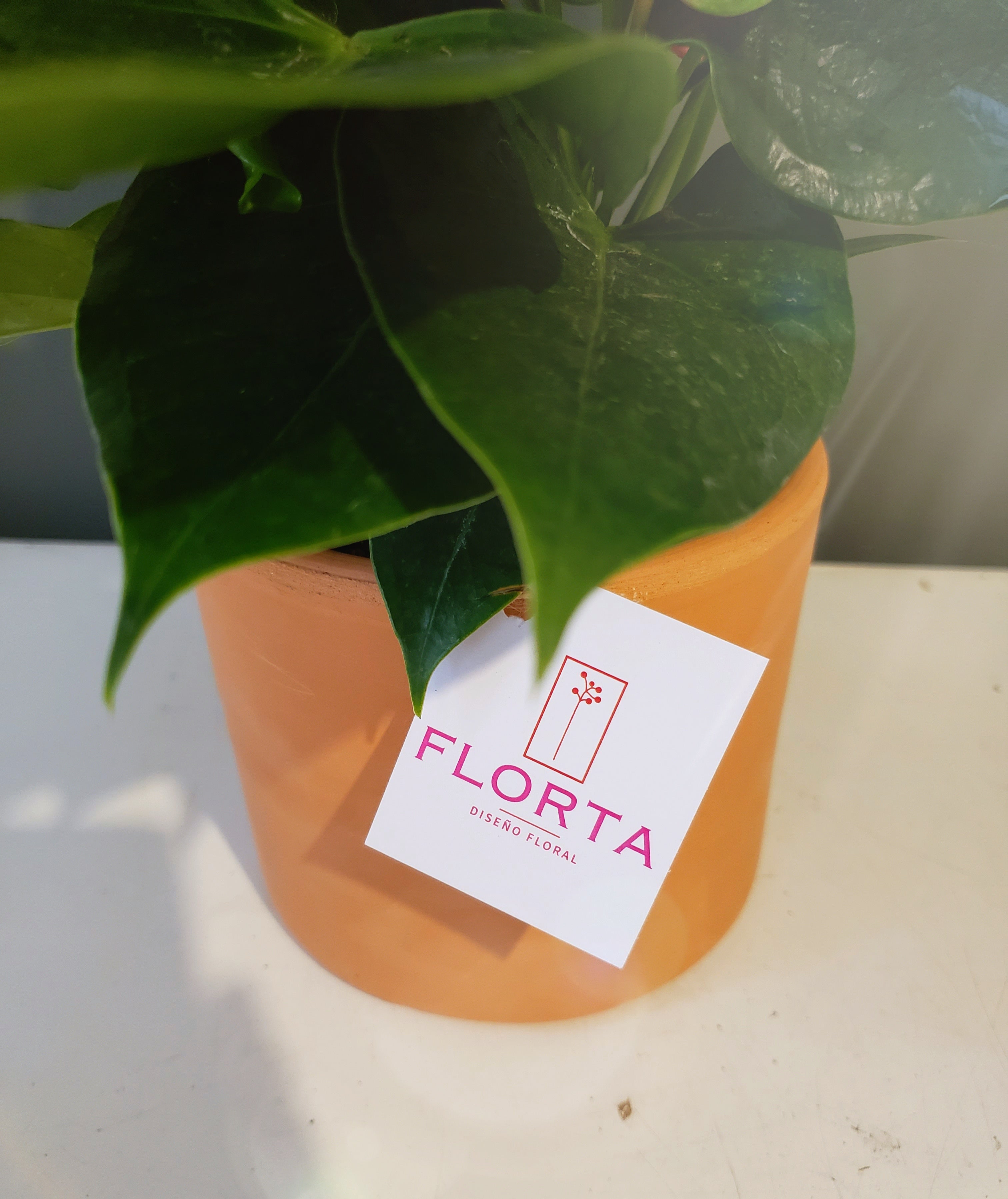 Pilea de mi corazón
