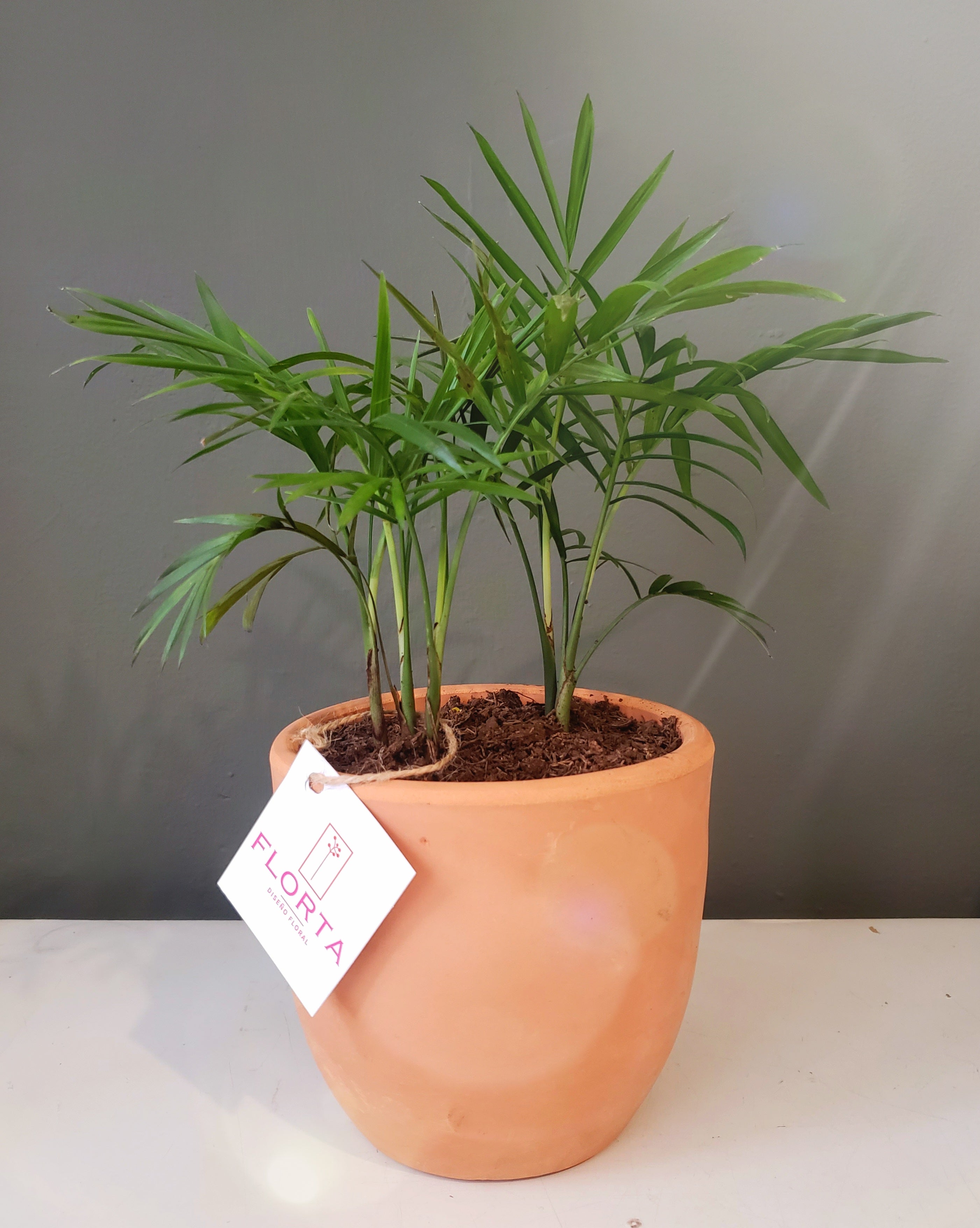 Palmita