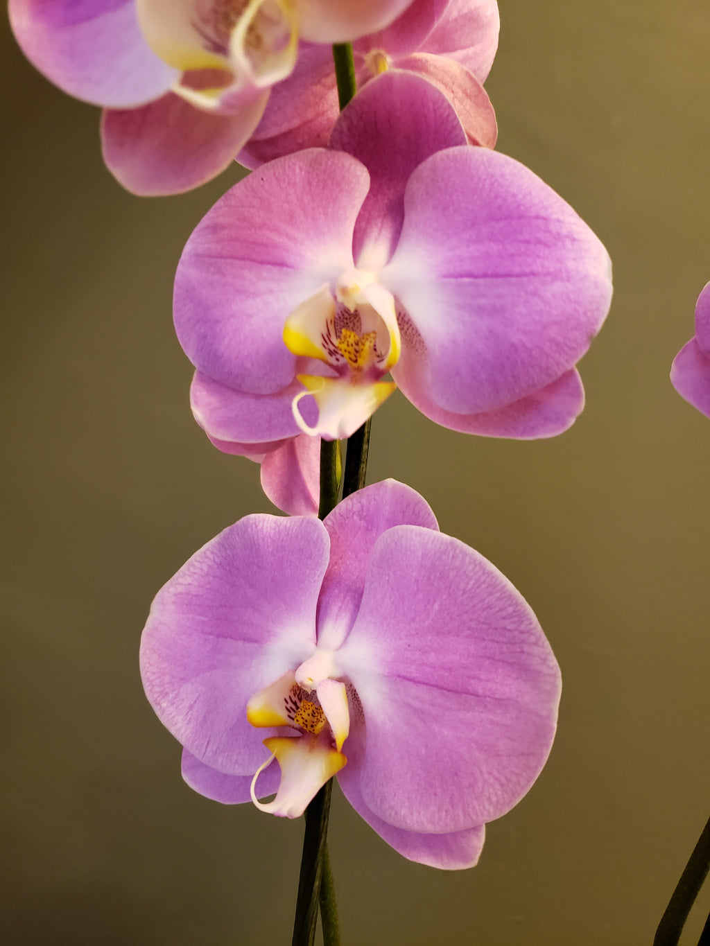 Orquídea Hermanita