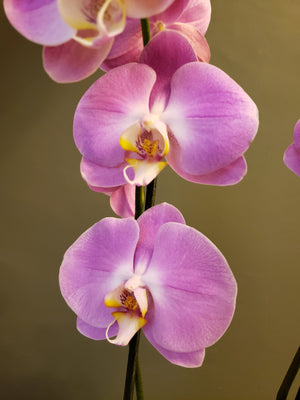 Orquídea Hermanita