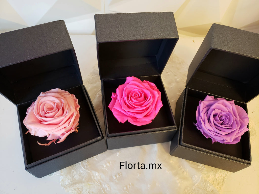 Rosa Preservada Lila