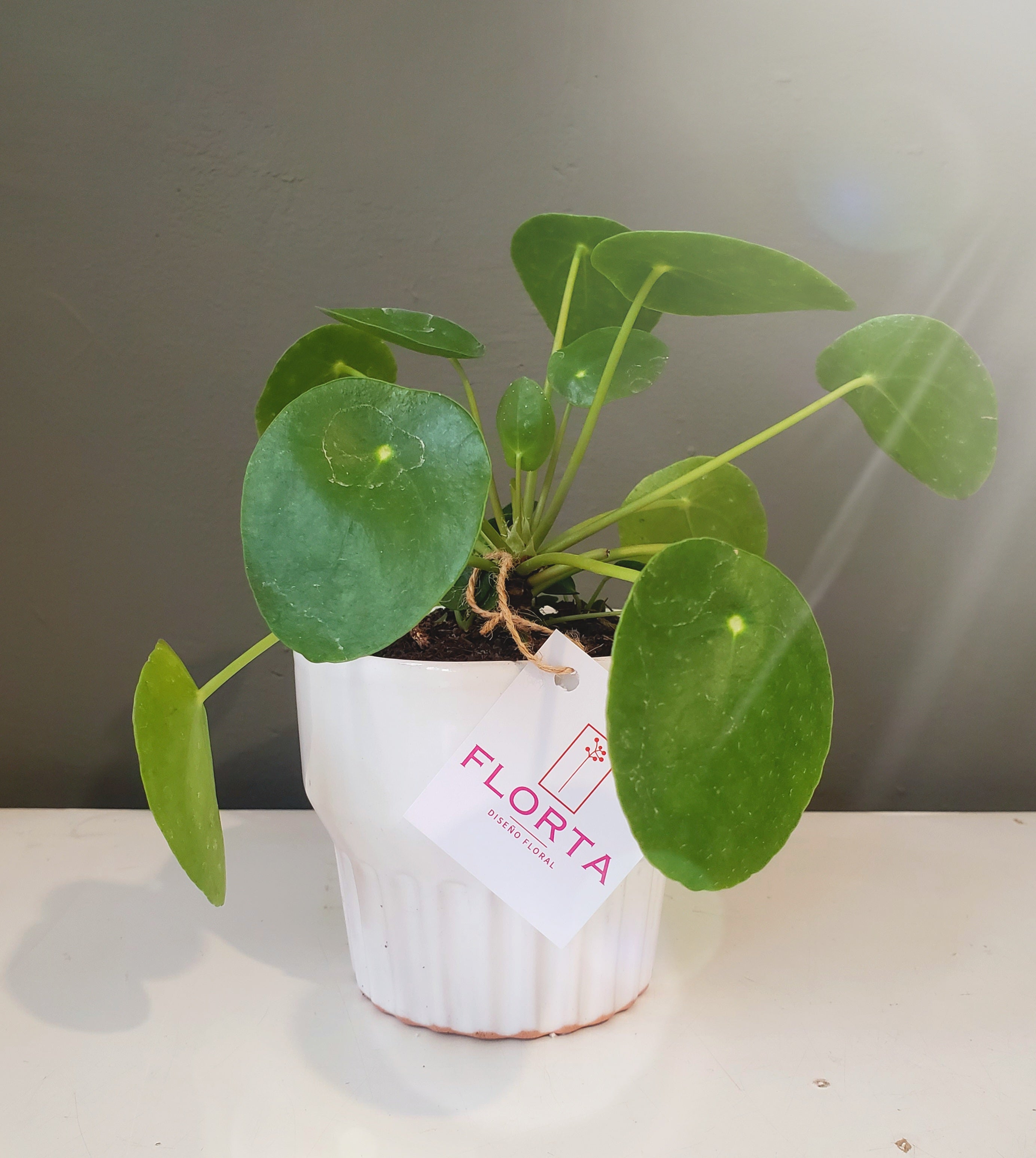 Pilea de mi corazón