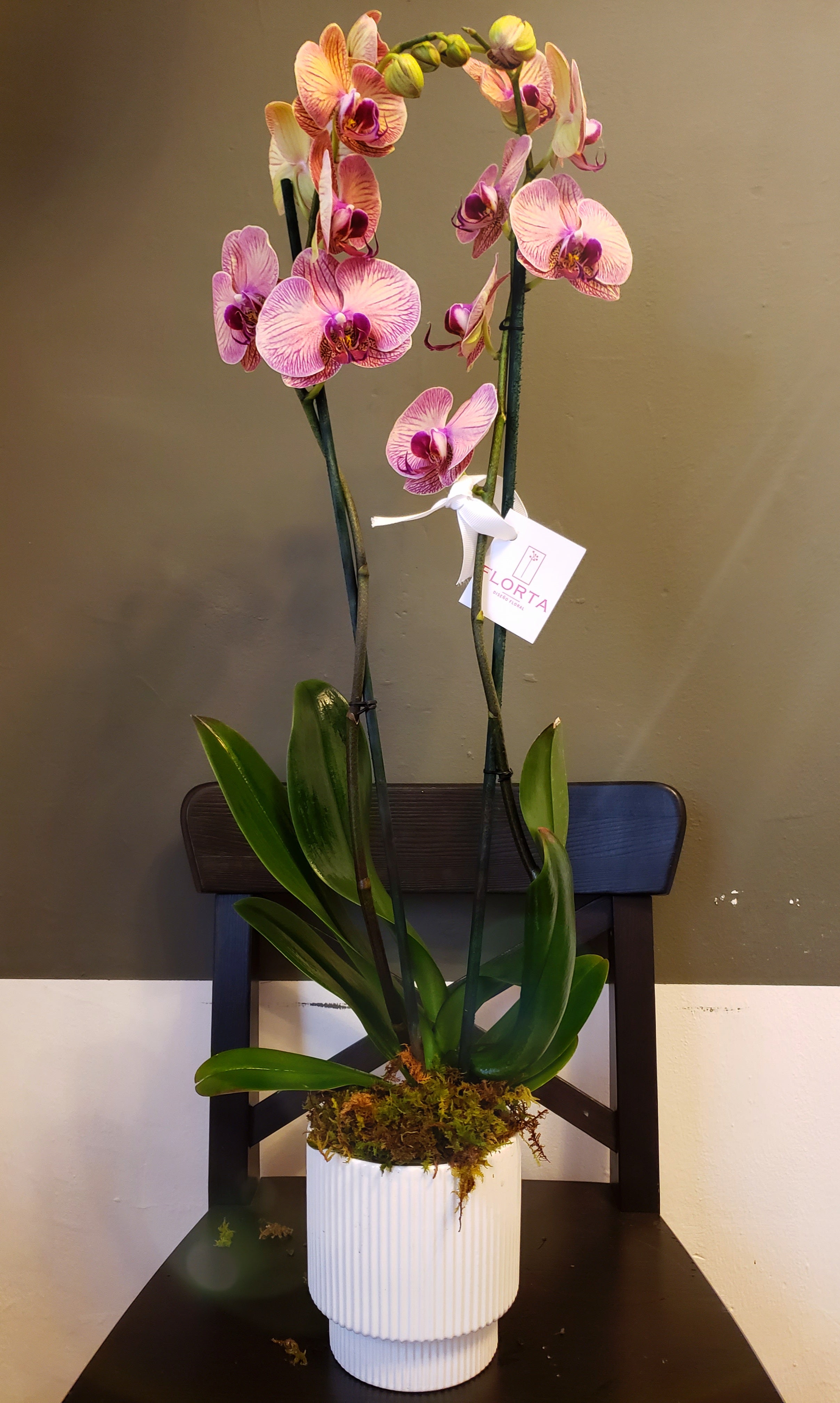 Orquídea Puppy