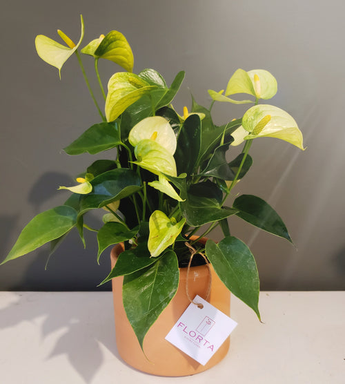 Anthurium