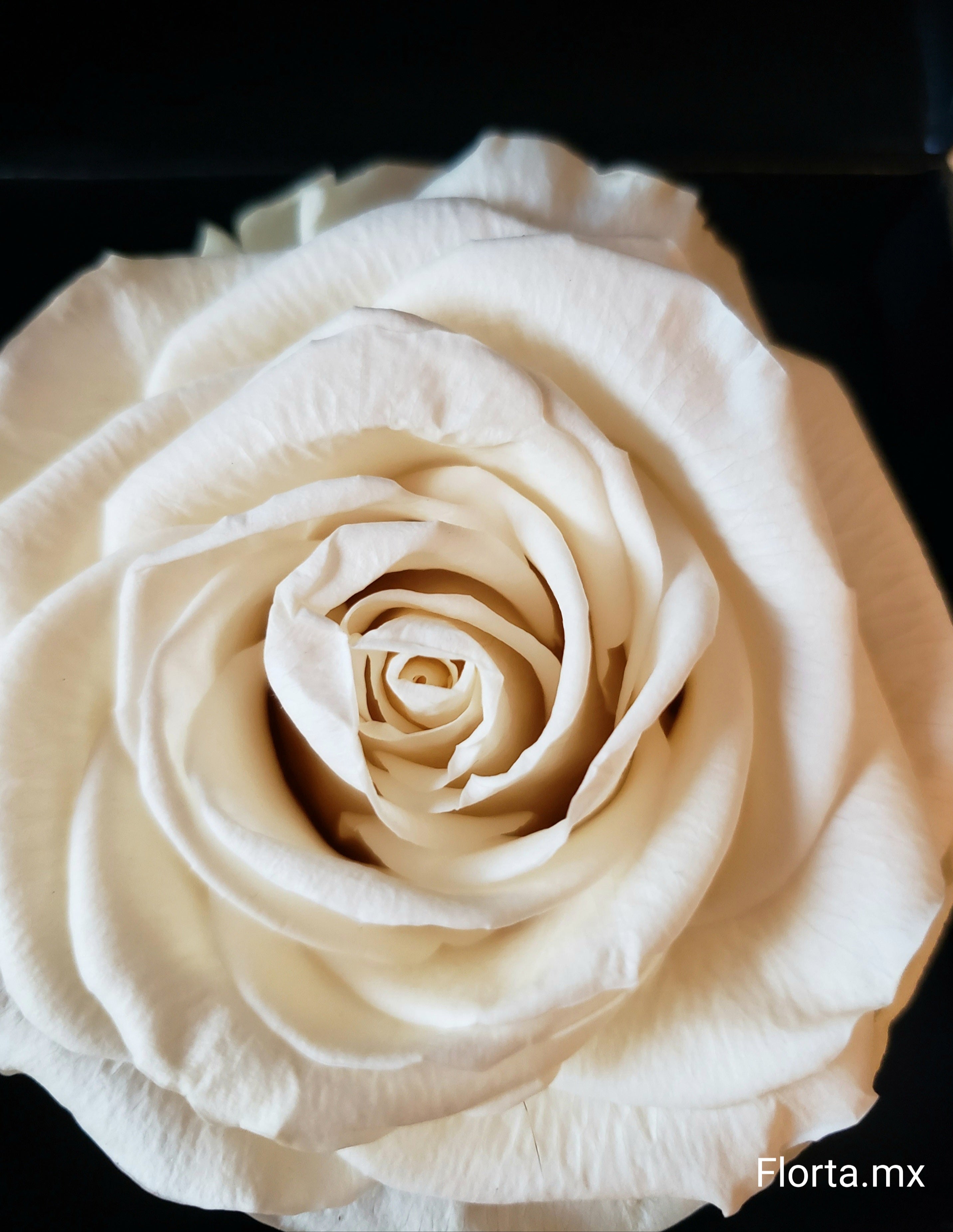 Rosa Preservada Blanca