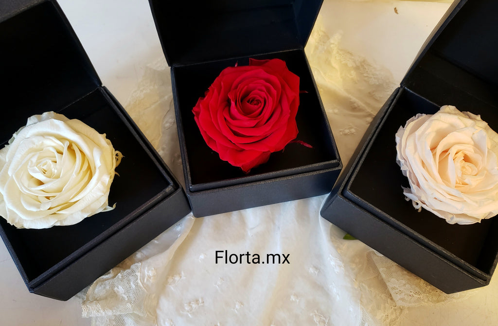 Rosa Preservada Blanca