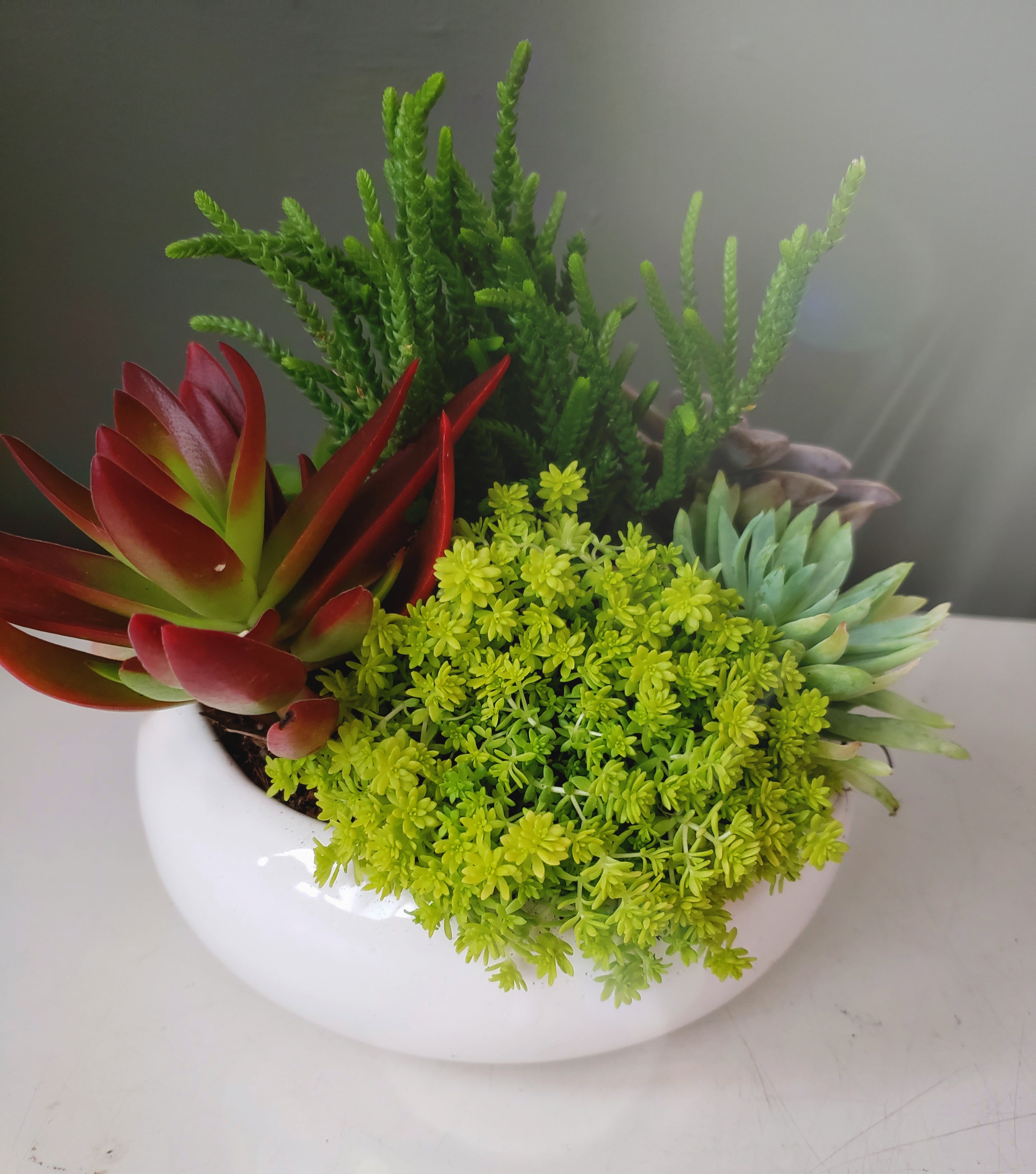 Mi primer Terrario