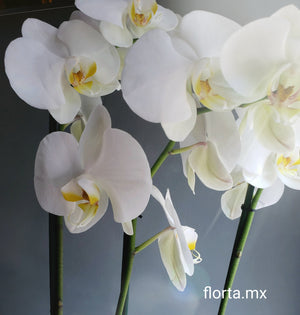 Orquídea Blanca