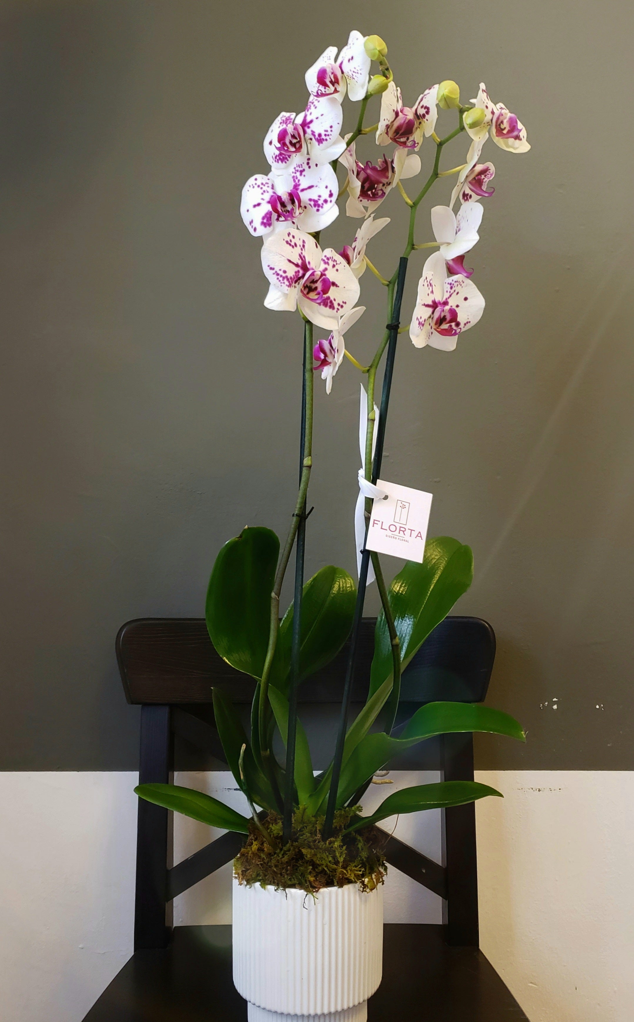 Orquídea Manchitas