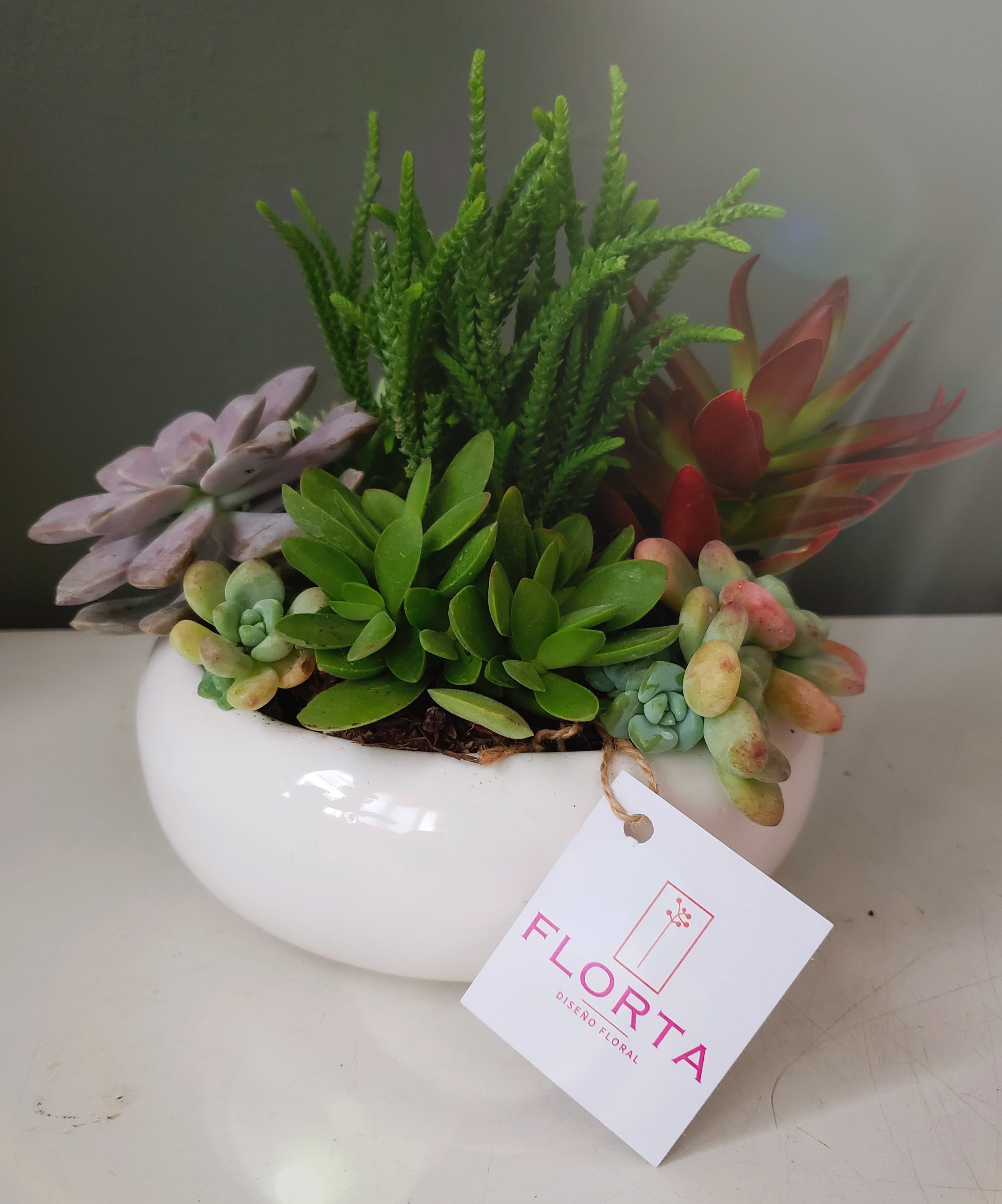 Mi primer Terrario