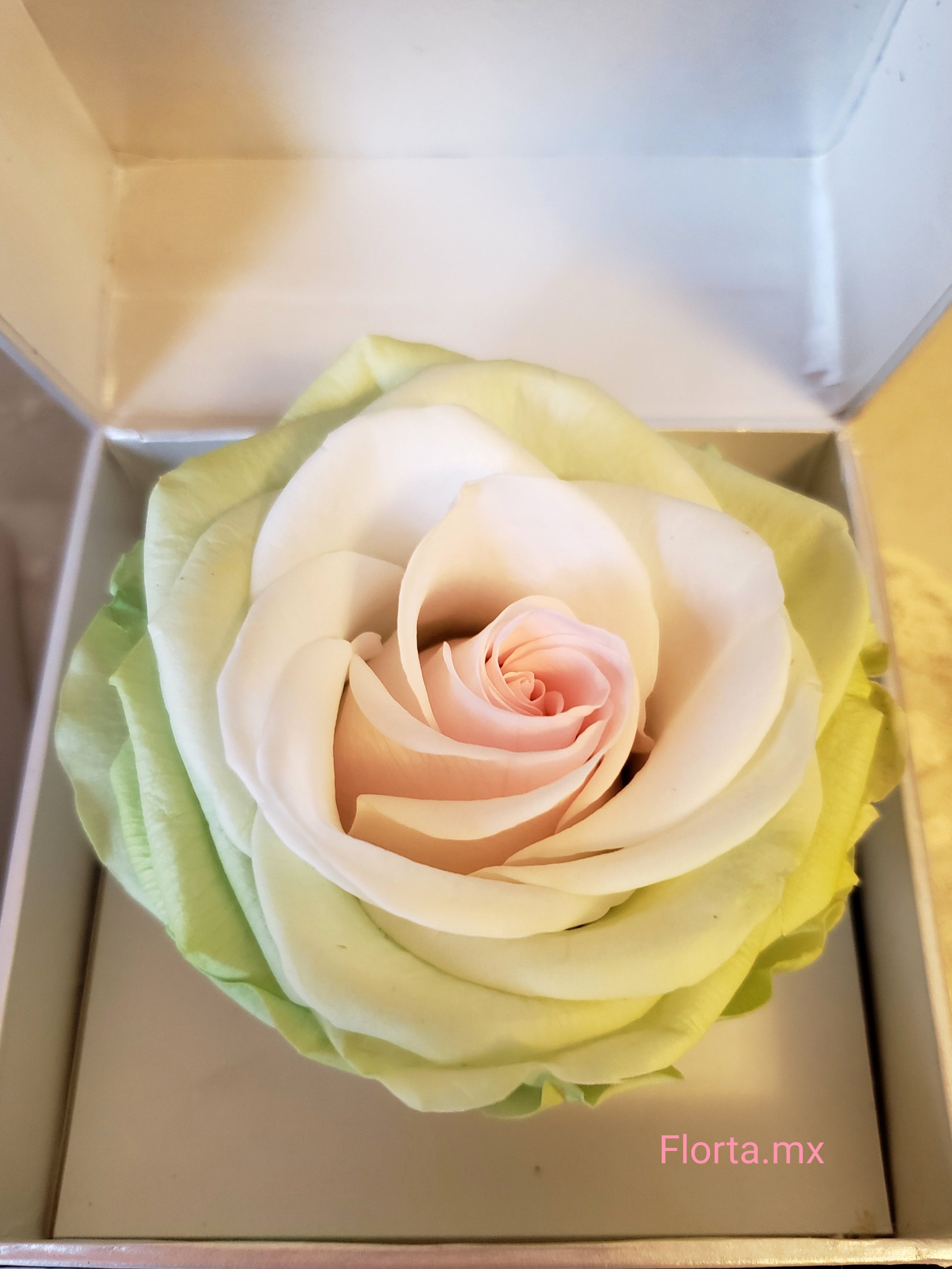 Rosa Preservada Baby Girl Bicolor