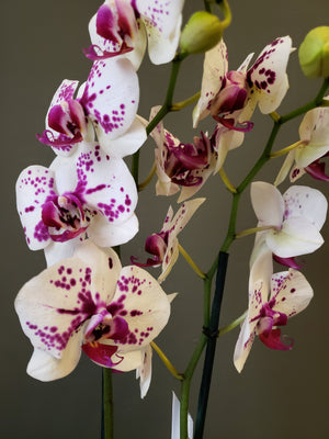 Orquídea Manchitas