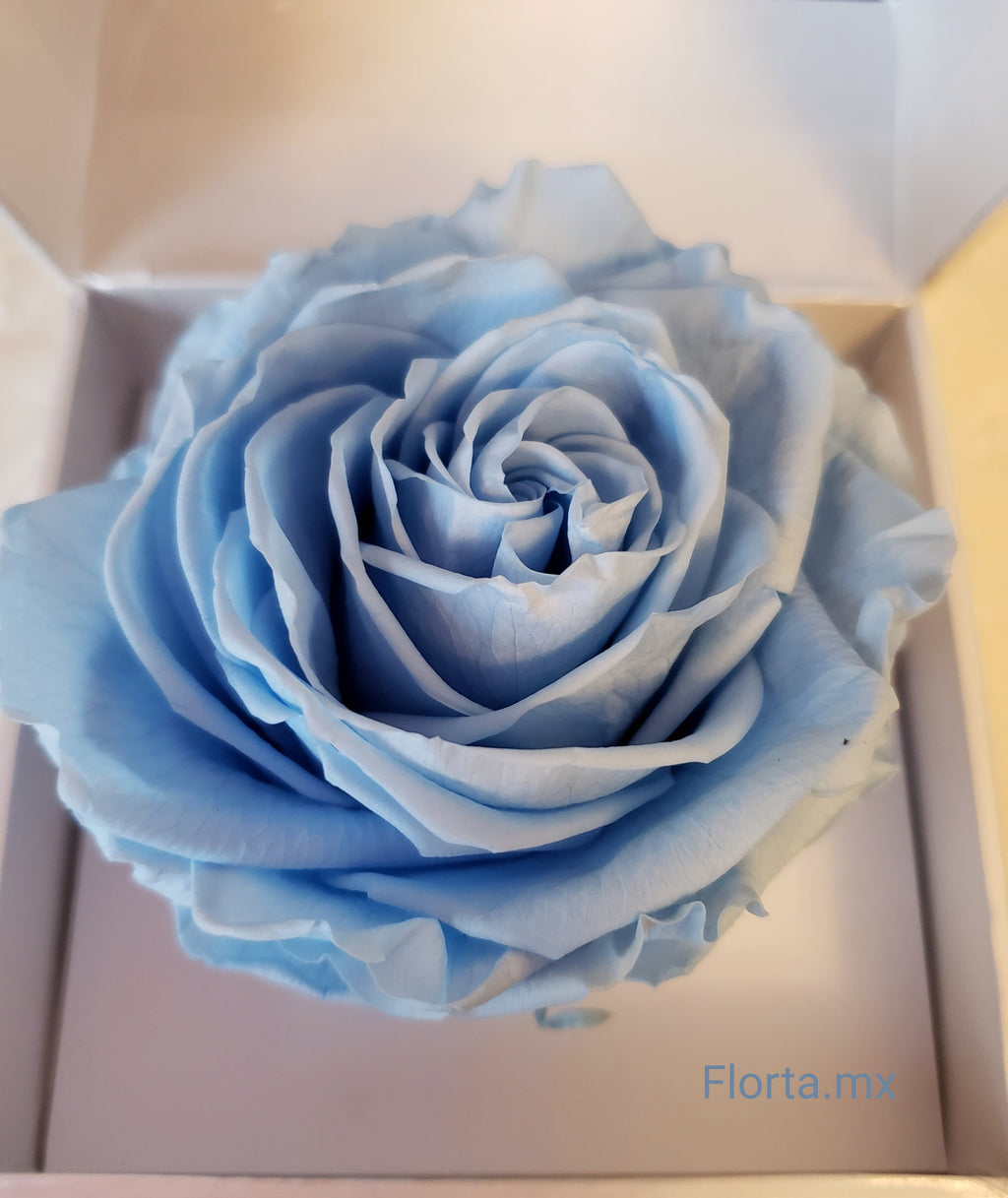 Rosa Preservada Baby Boy 💙