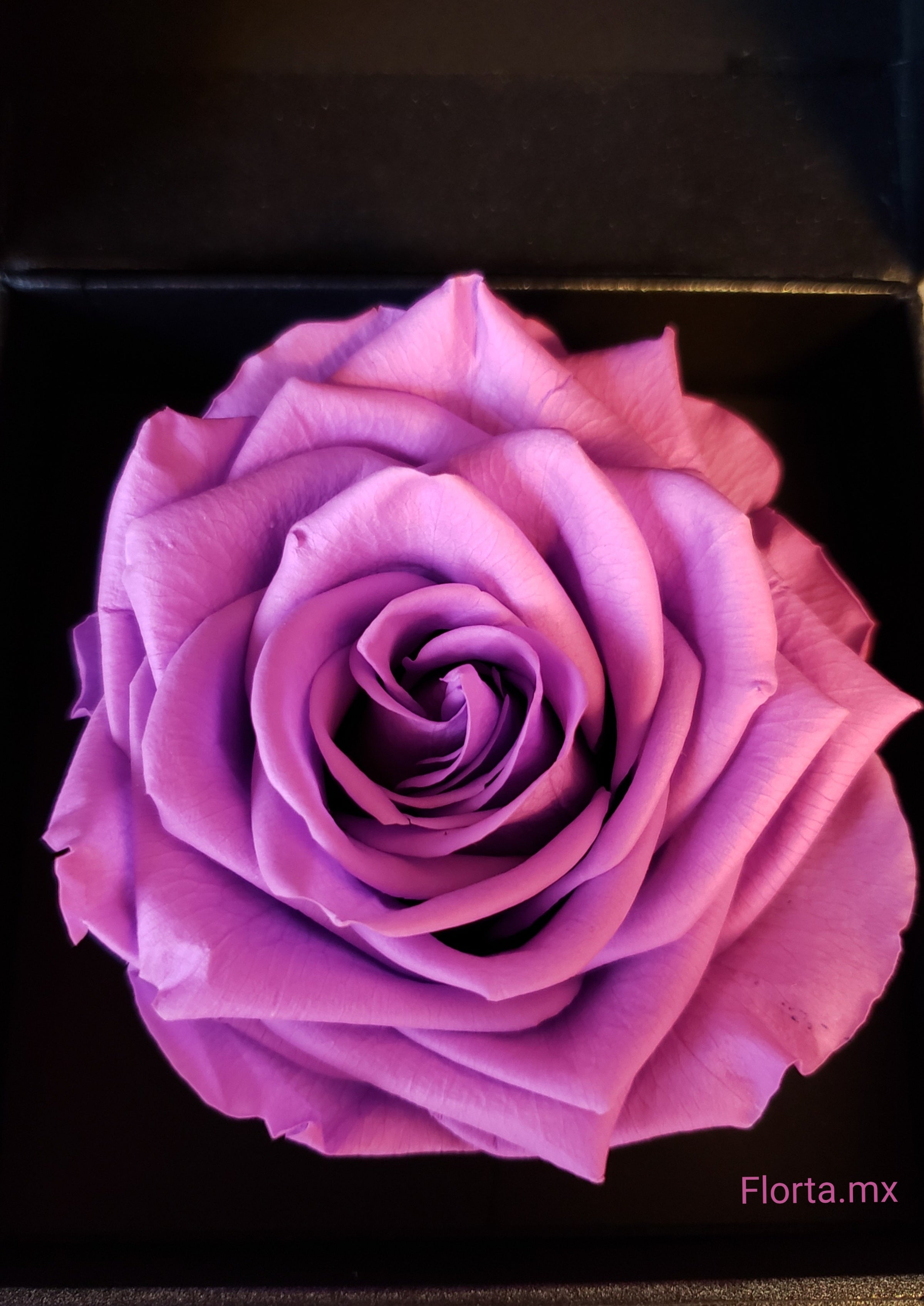 Rosa Preservada Lila