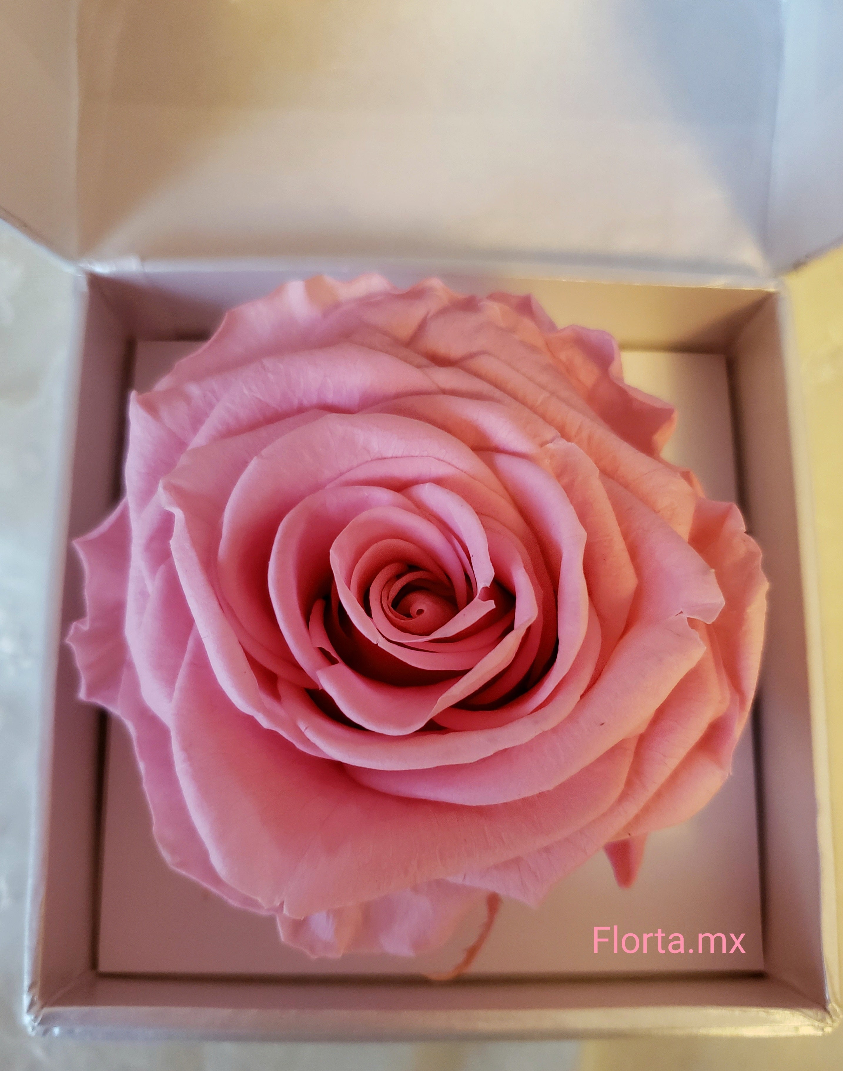 Rosa Preservada Baby Girl Pink 🎀