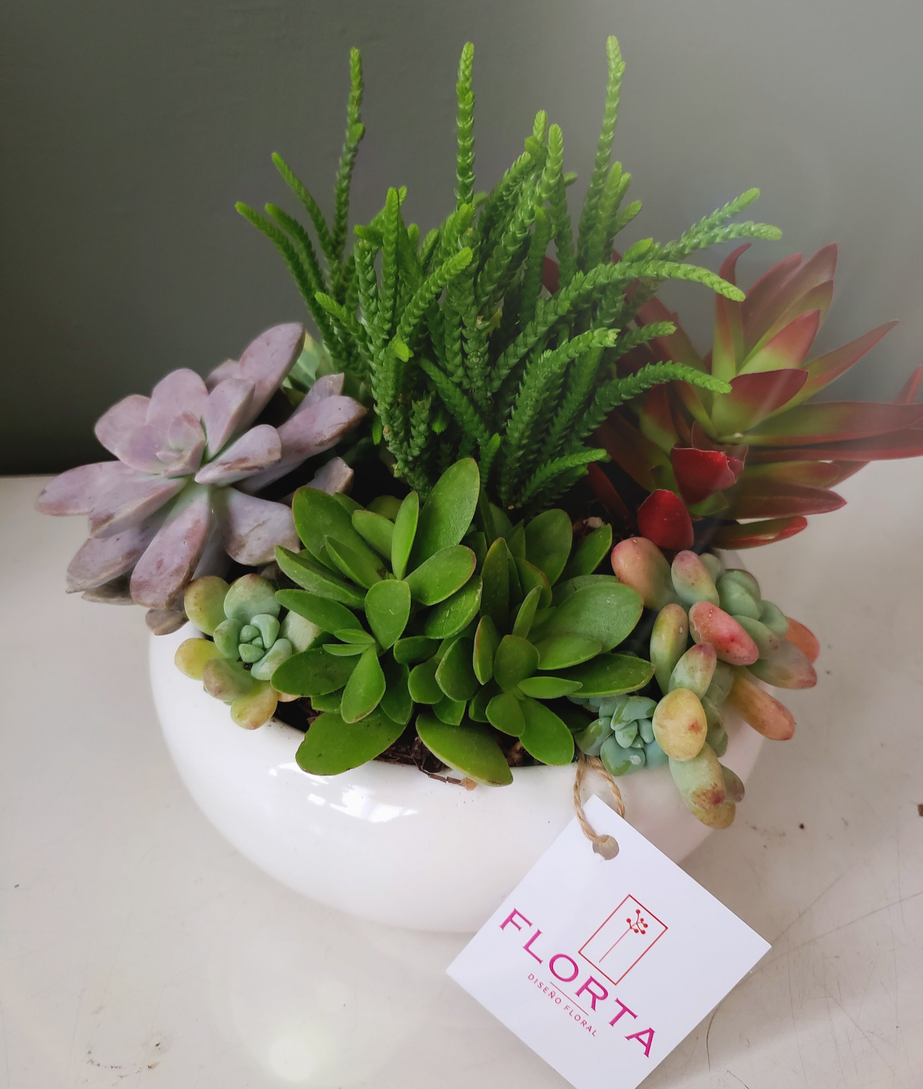 Mi primer Terrario