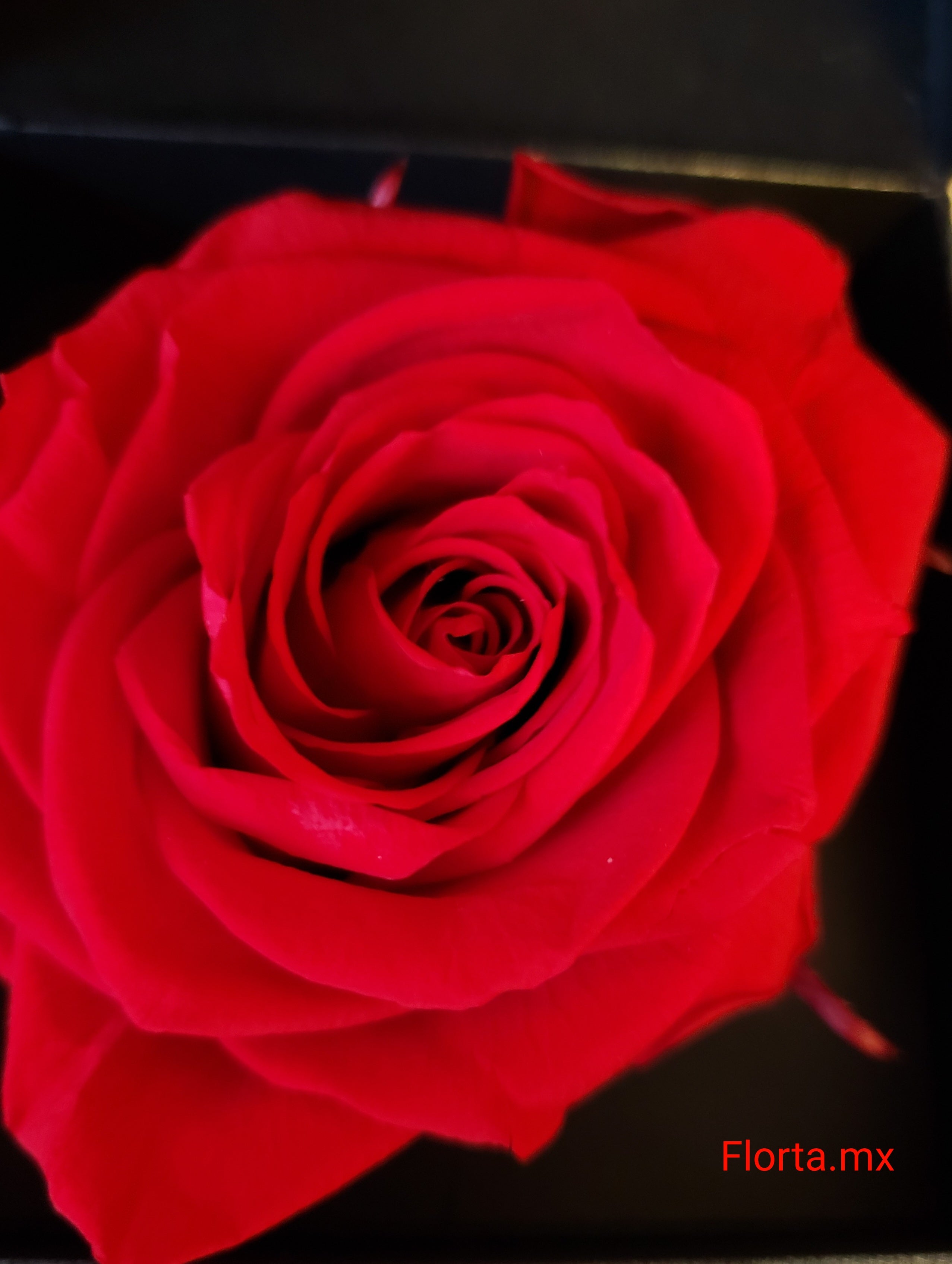 Rosa Preservada Roja