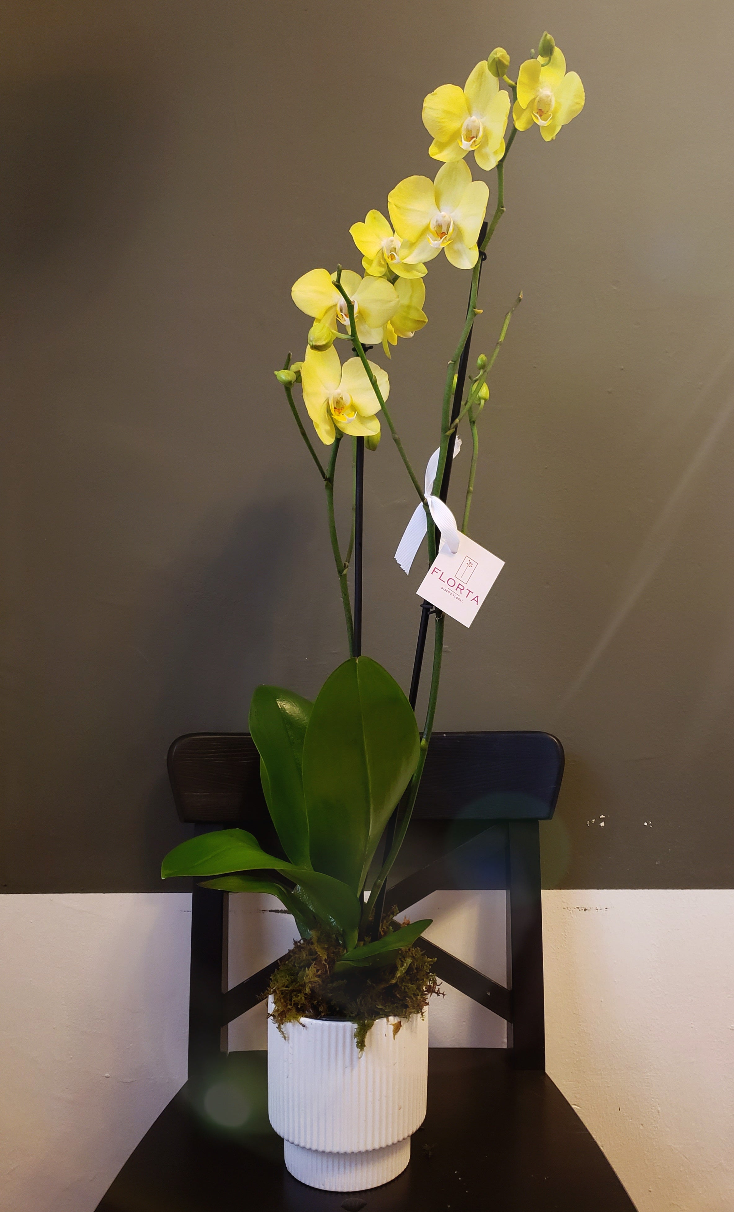 Orquídea Amarilla