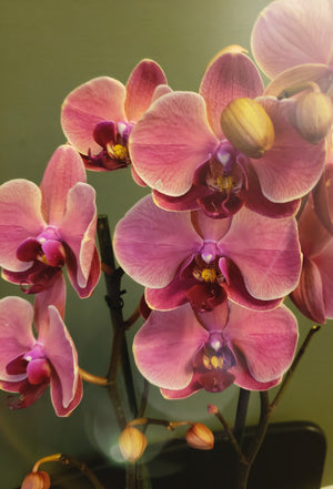 Orquídea Rosa