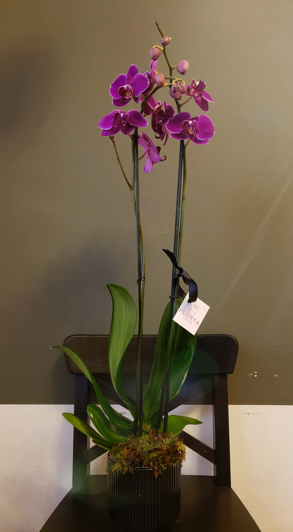 Orquídea Fucsia