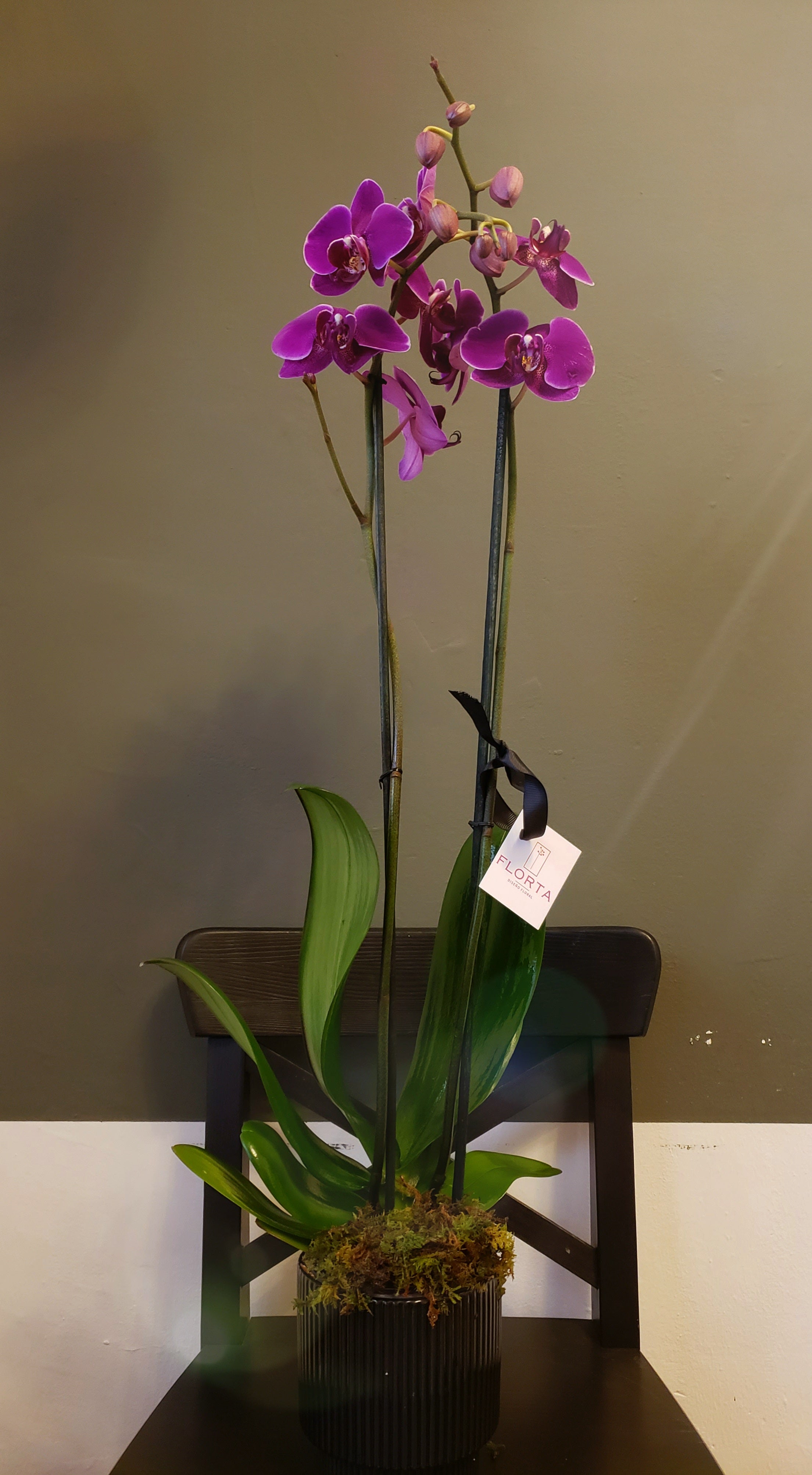 Orquídea Fucsia