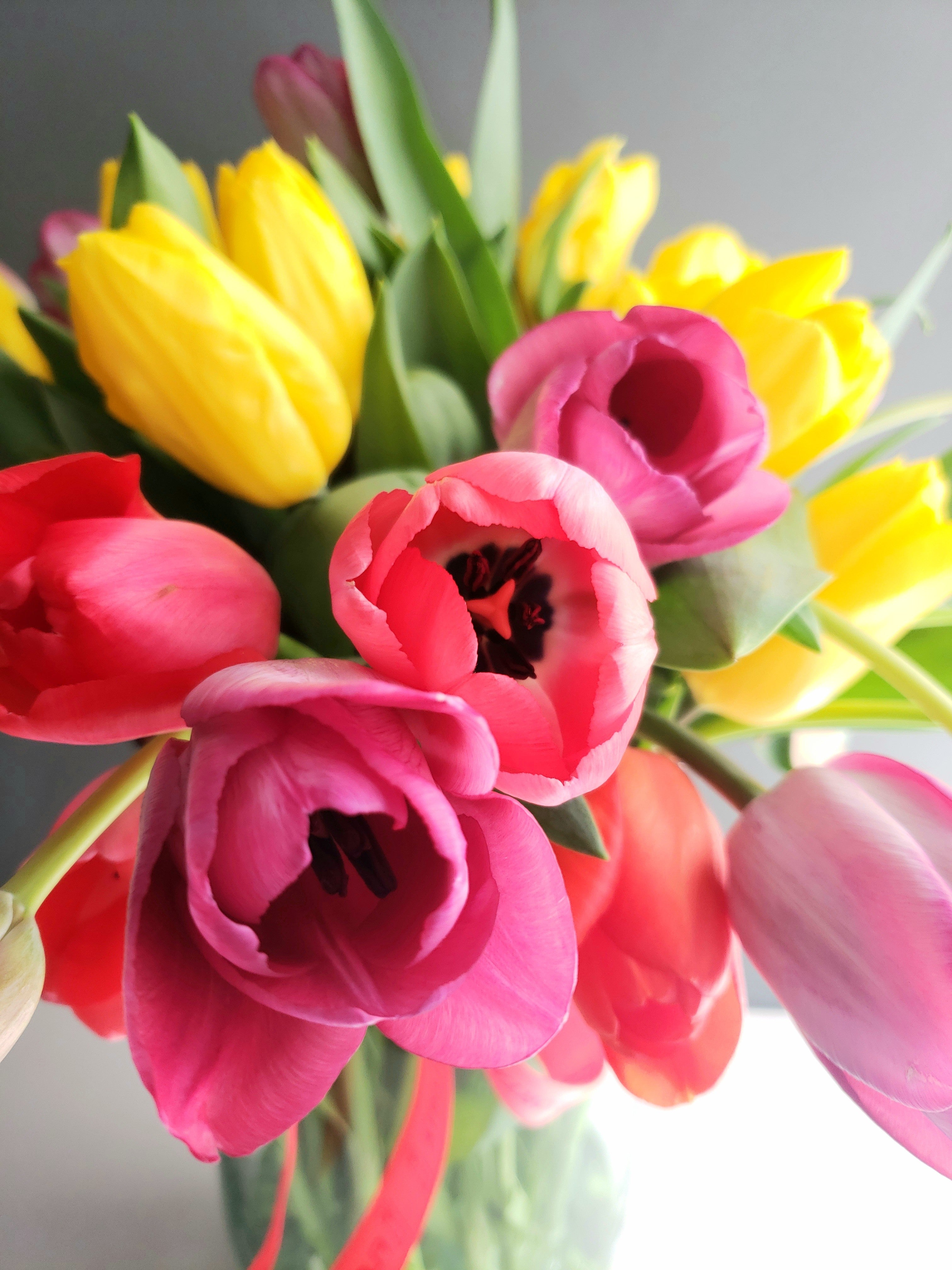 Amor en Tulipanes