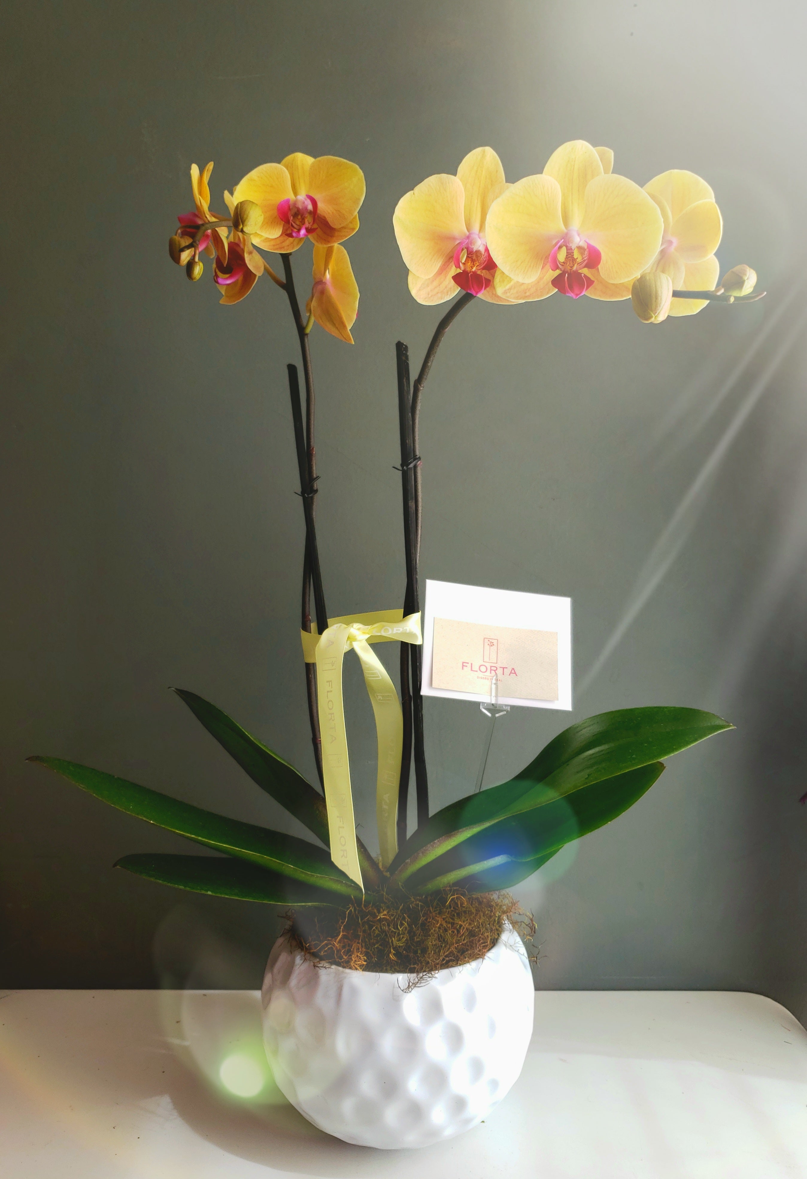 Orquídea Vainilla