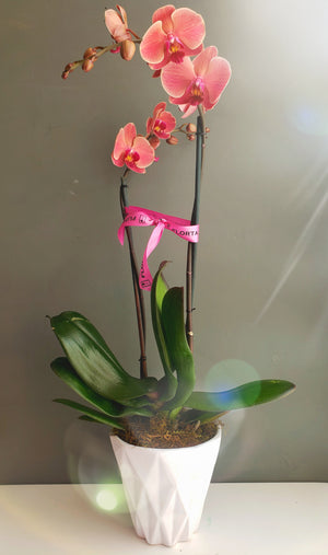Orquídea Rosada