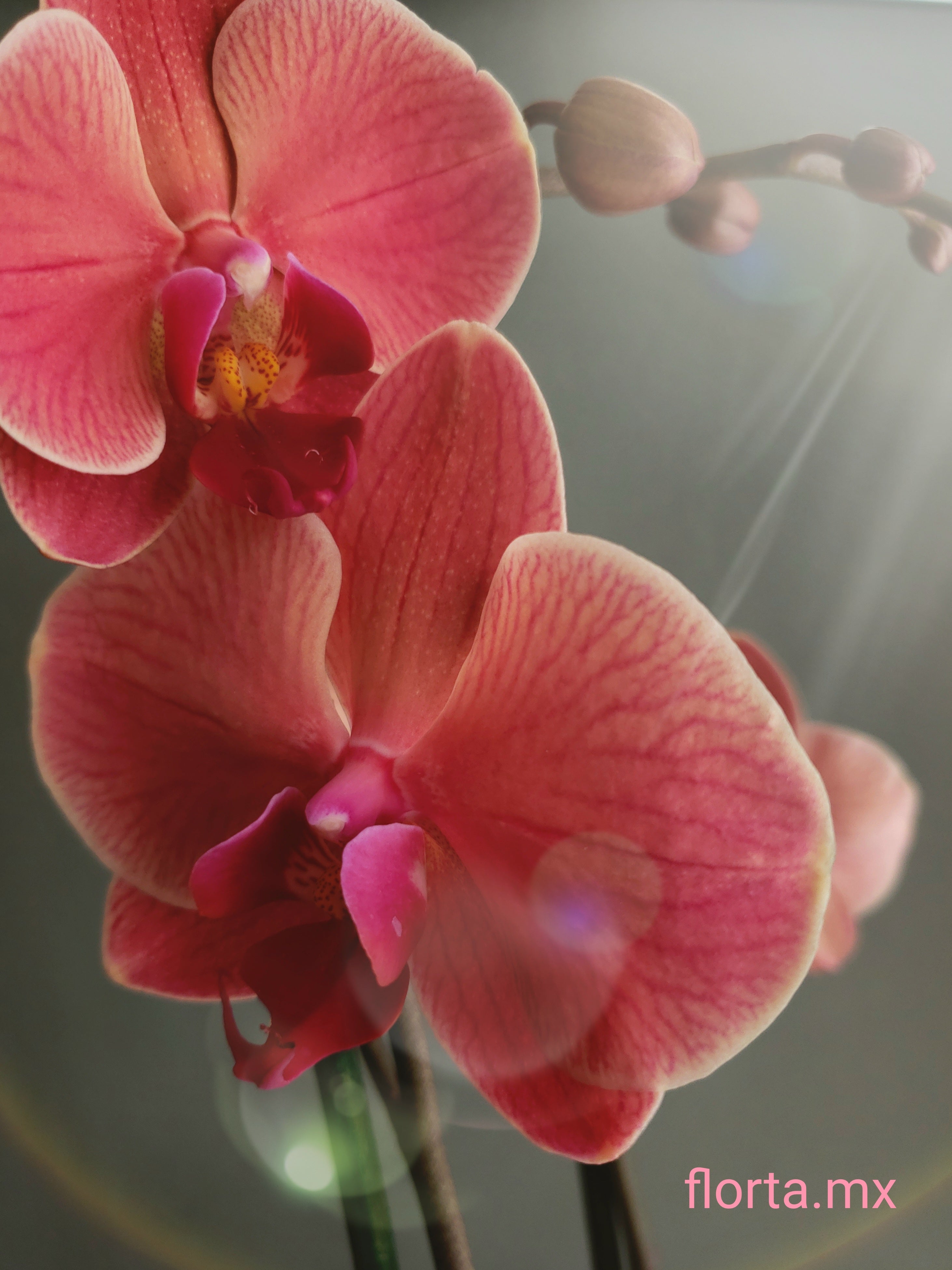 Orquídea Color  Sorpresa