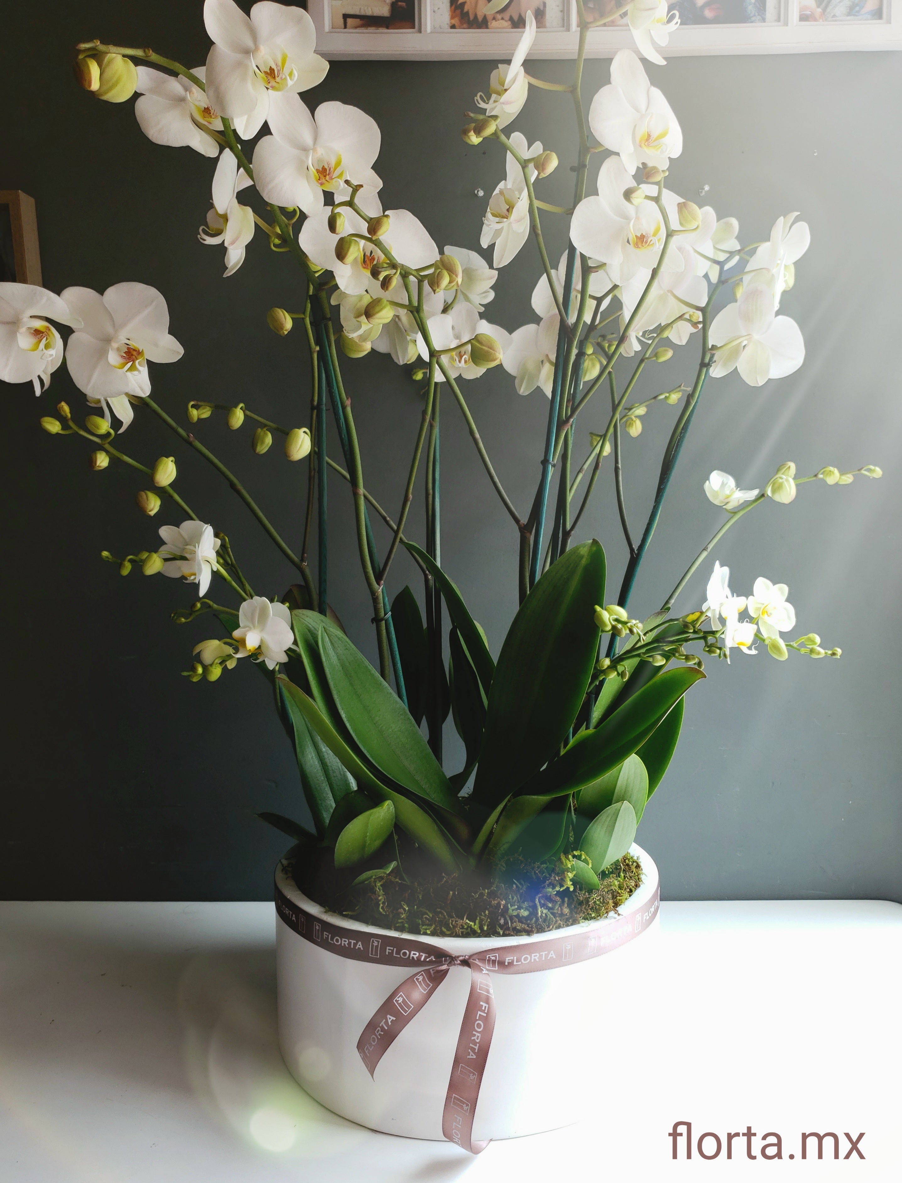 Mundo de Orquídeas