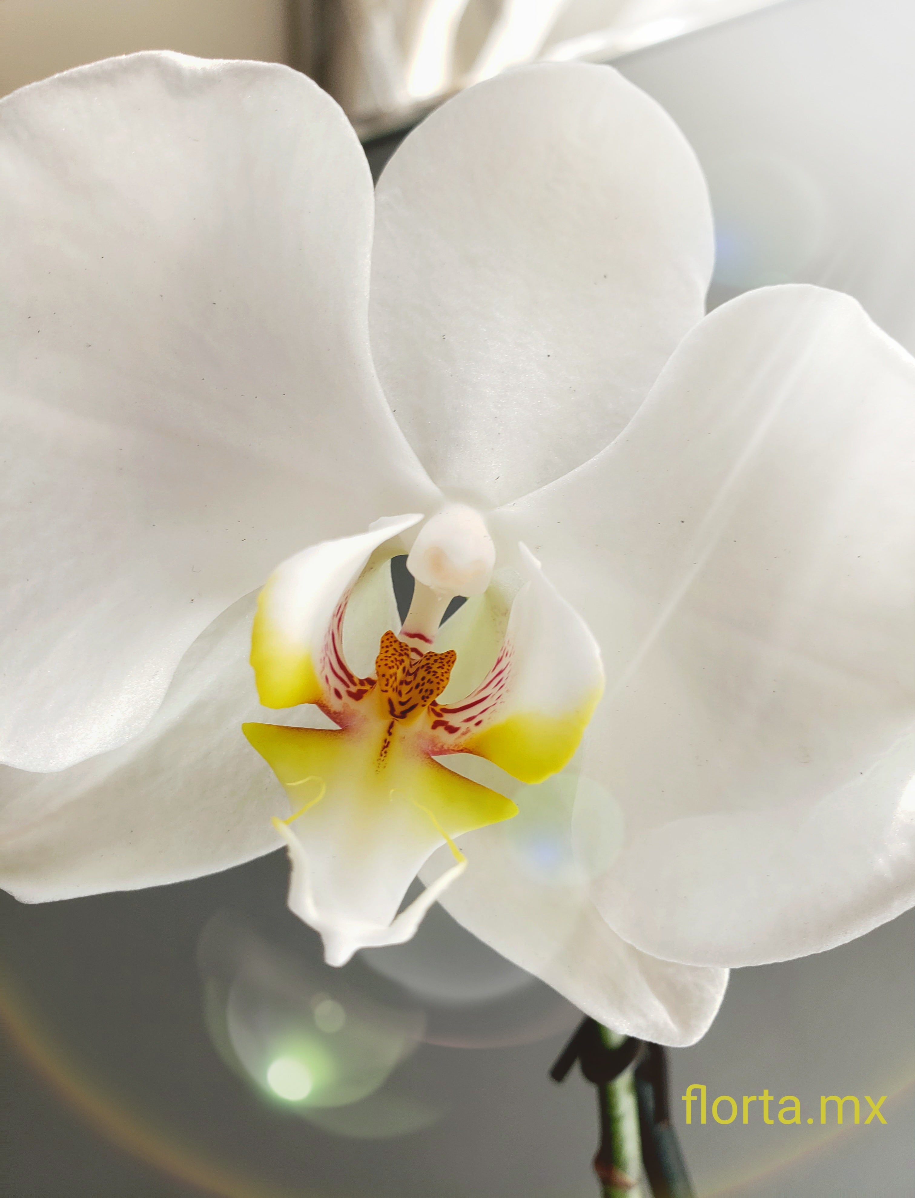 Orquídea Color  Sorpresa