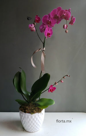 Orquídea Mexicana