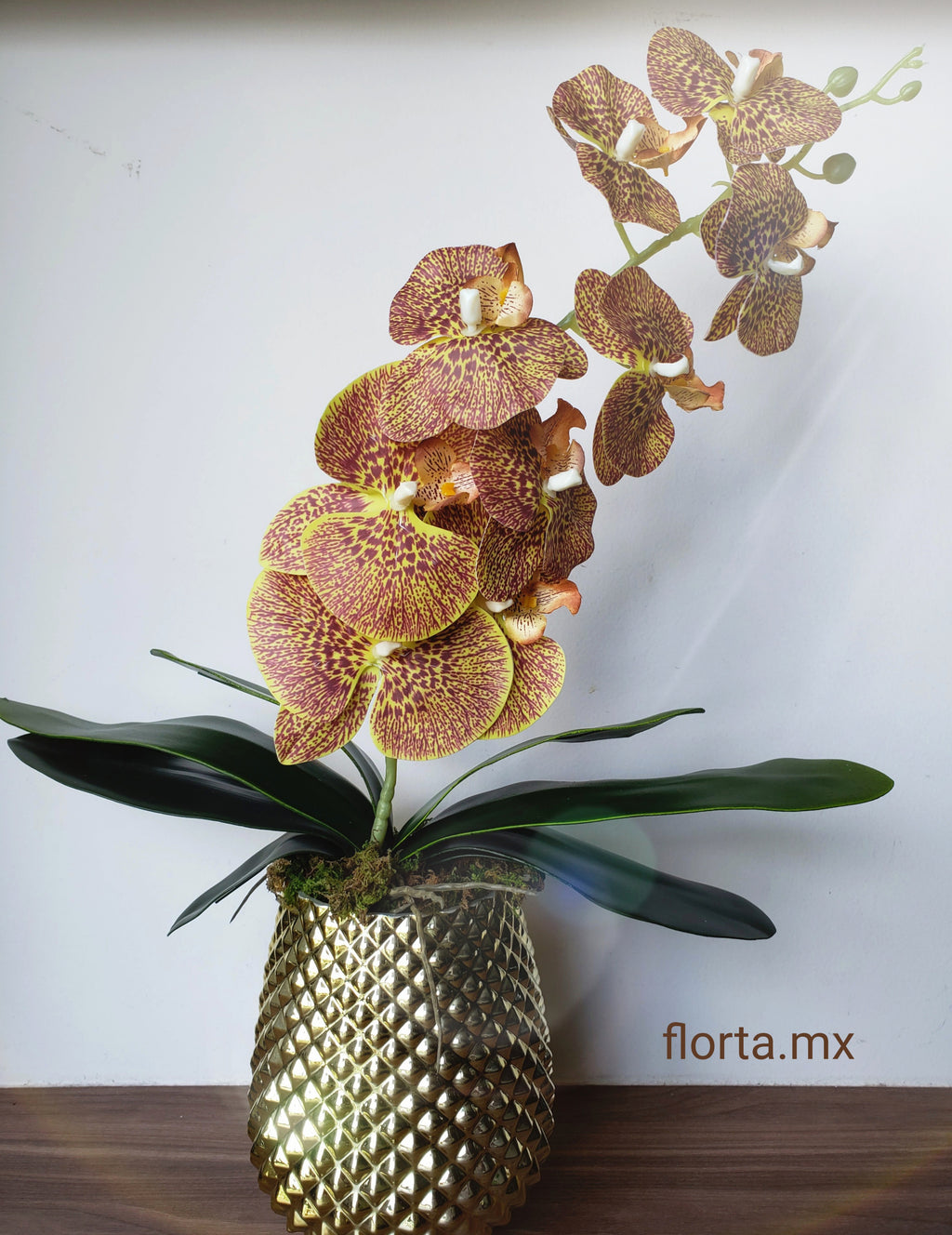 Orquídea Chocolate