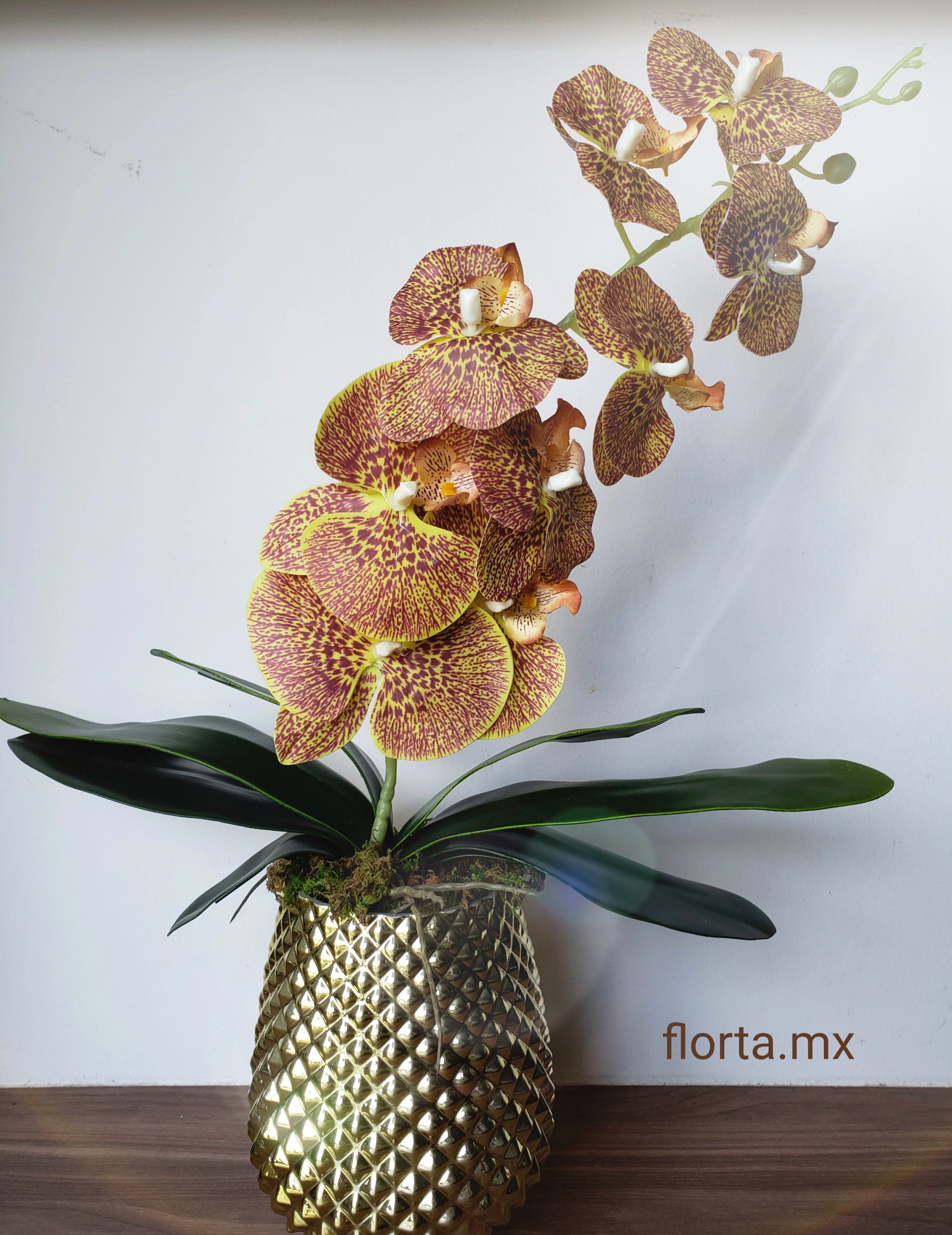 Orquídea Chocolate