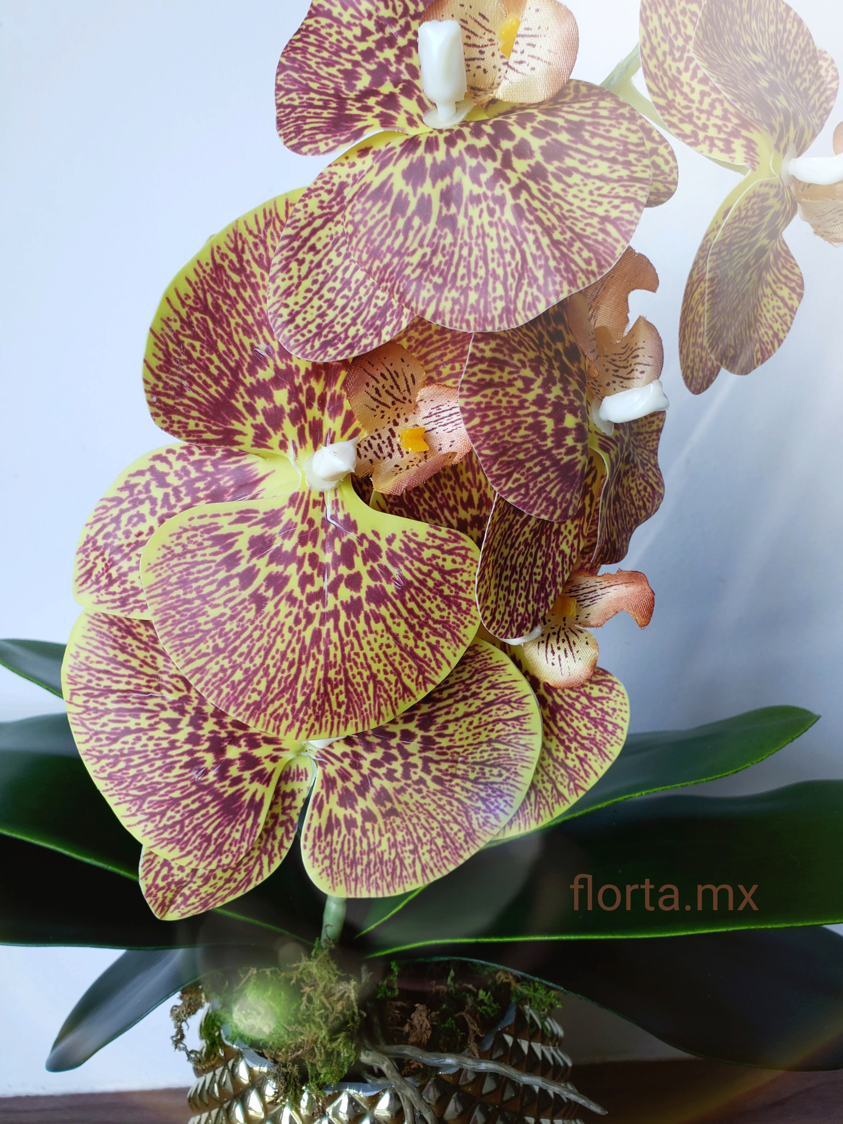 Orquídea Chocolate