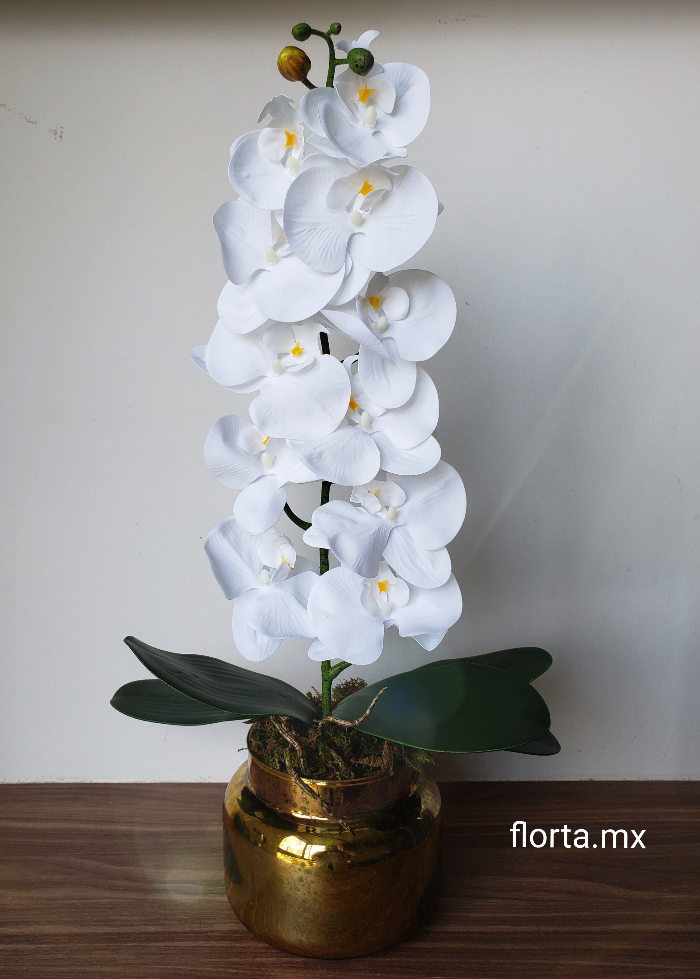 Orquídea Blanca A.