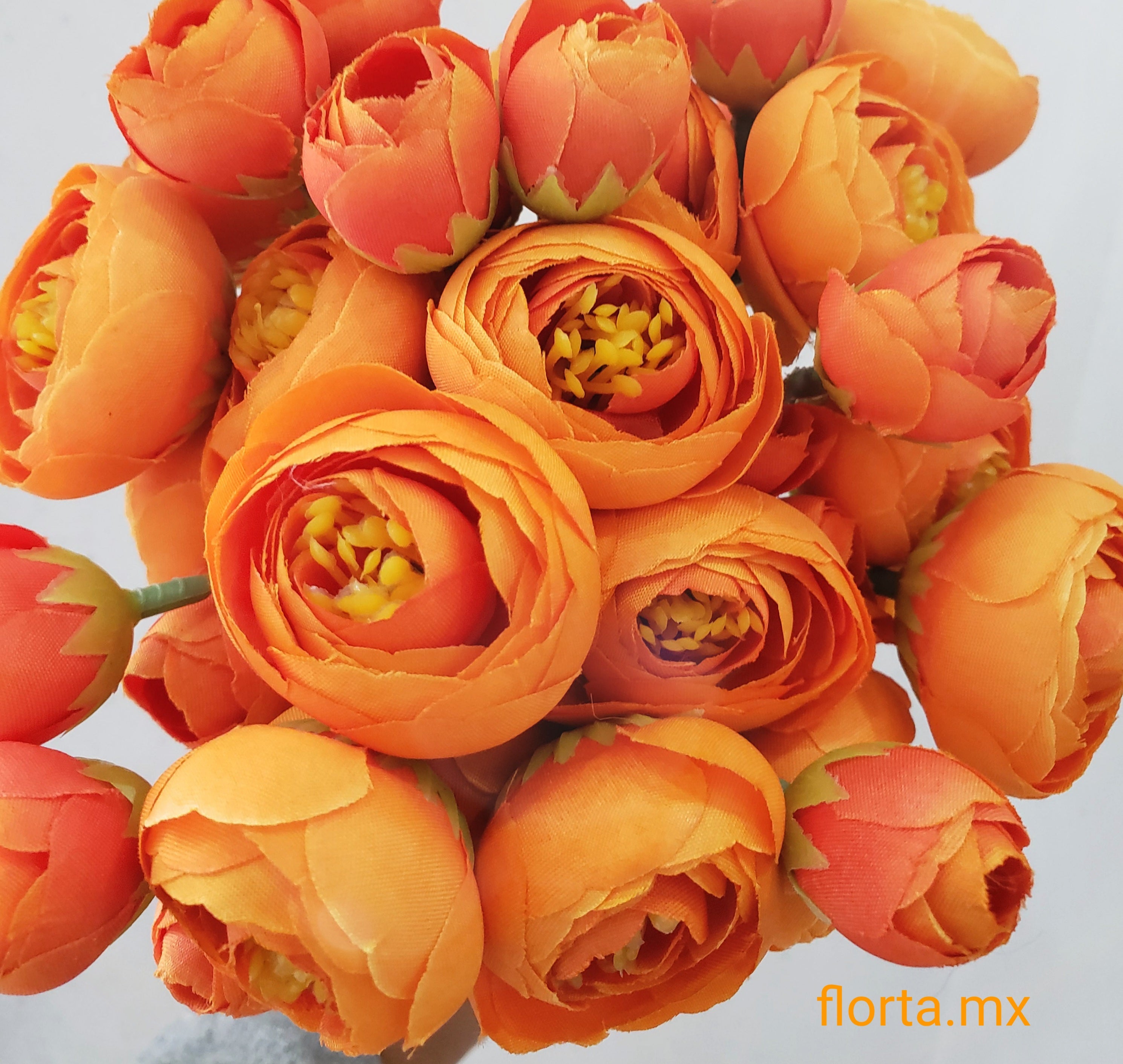 Ranuculus