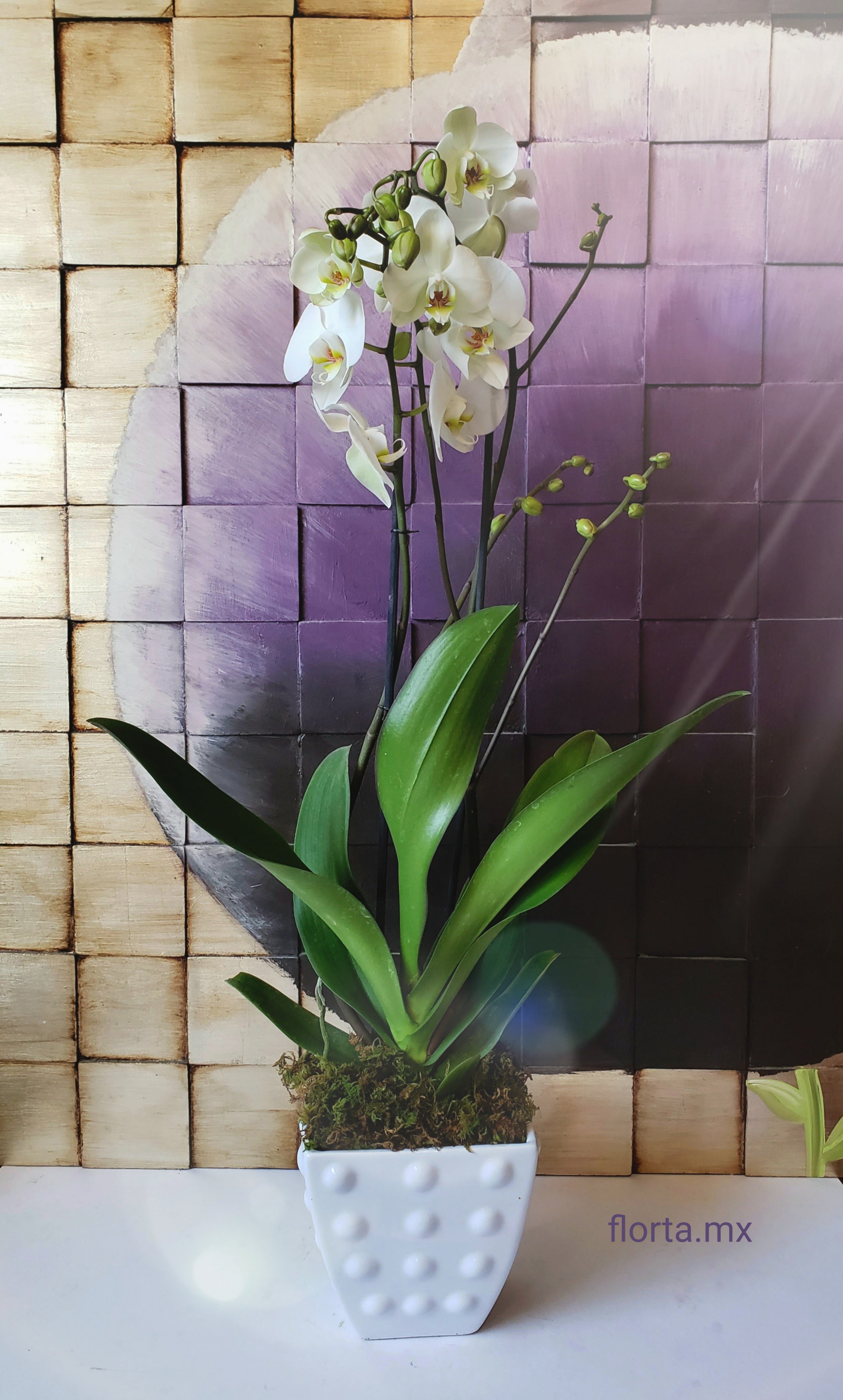Orquídea Blanca